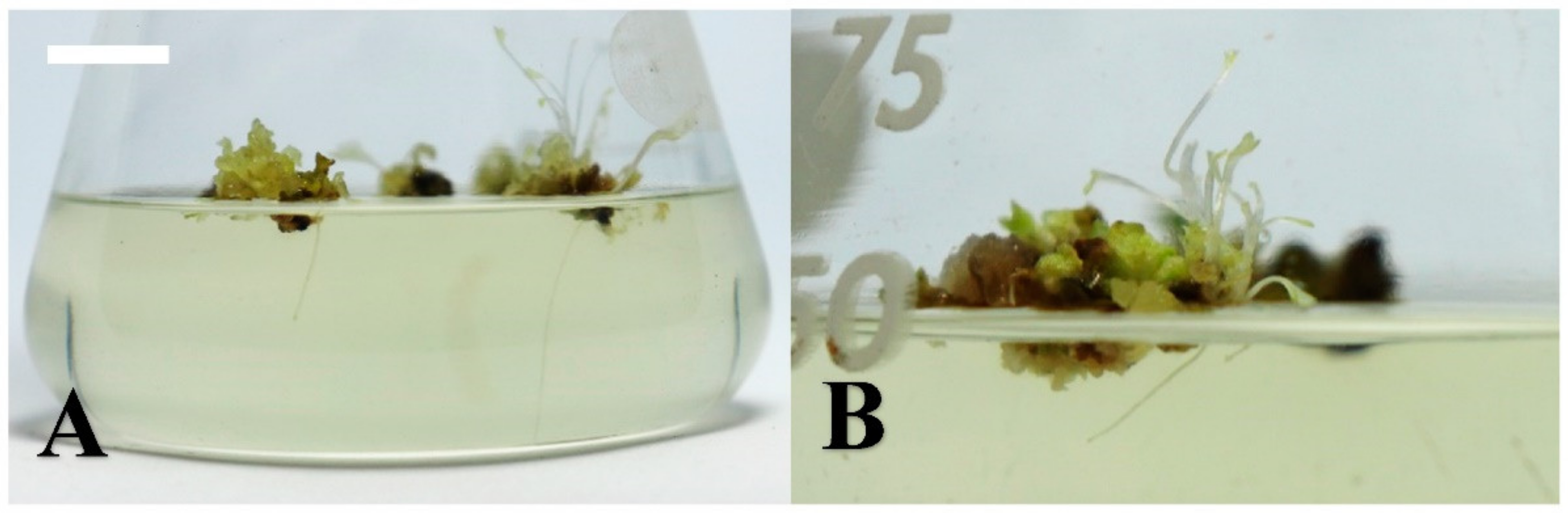 Plants 10 00067 g004