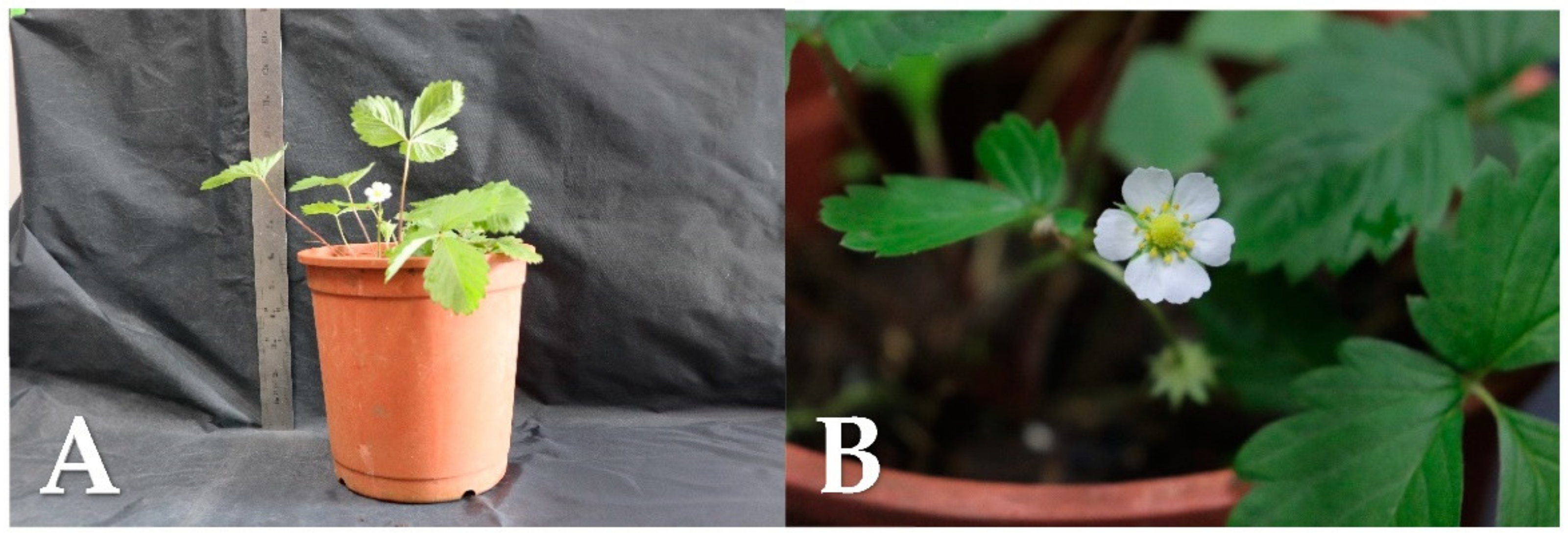 Plants 10 00067 g005