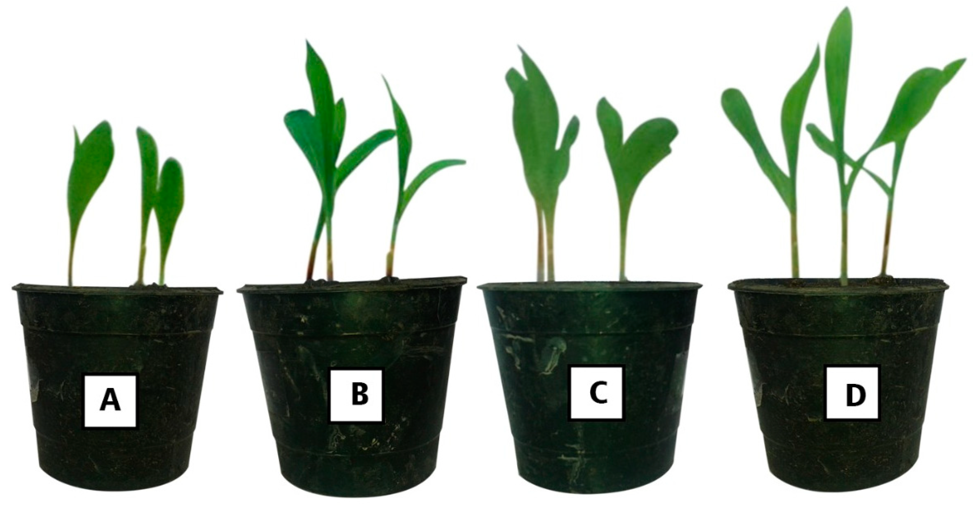 Plants 10 00076 g006