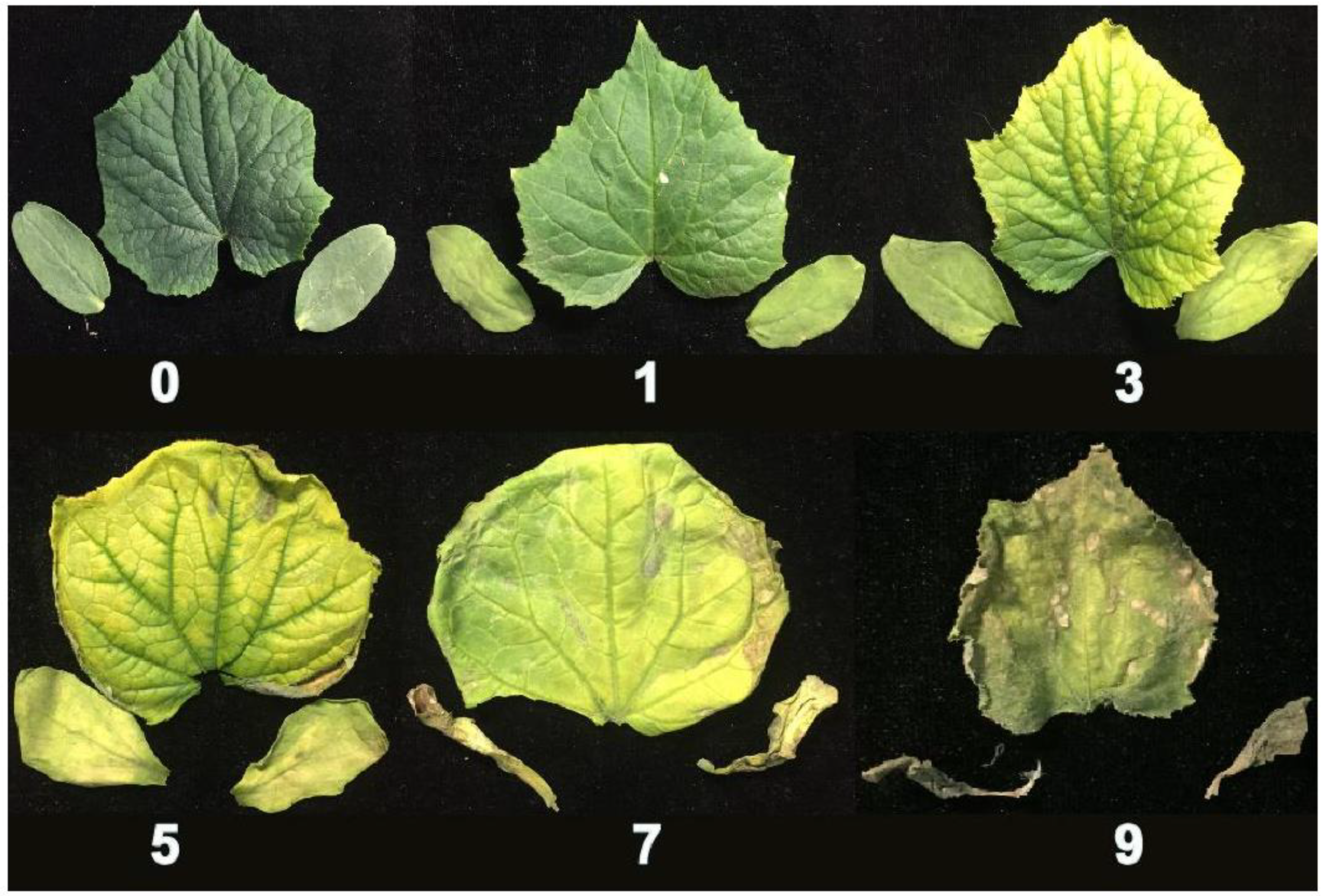 Plants 10 00085 g001 Plants 10 00085 g001