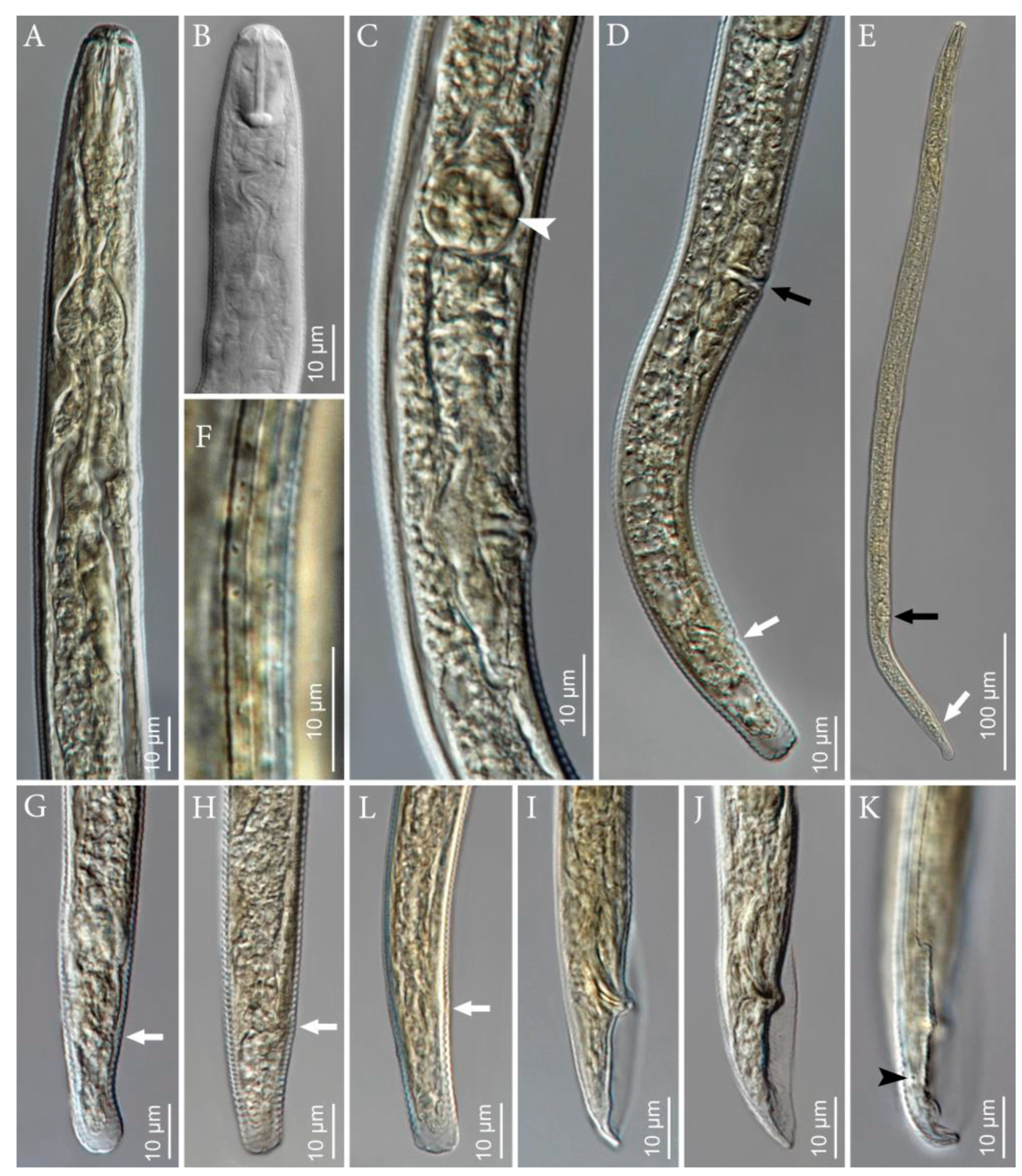 Plants 10 00168 g002