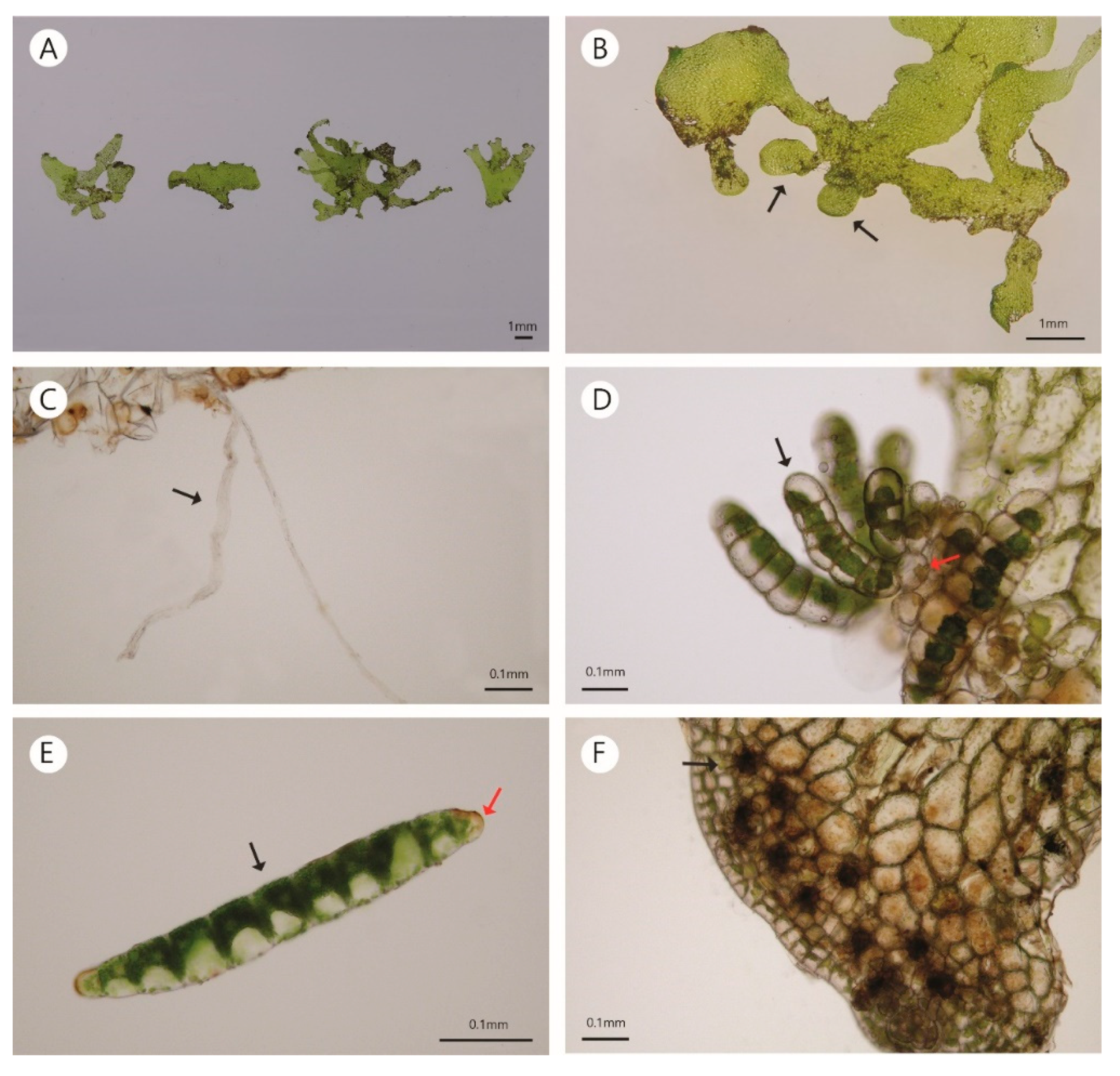 Plants 10 00170 g002