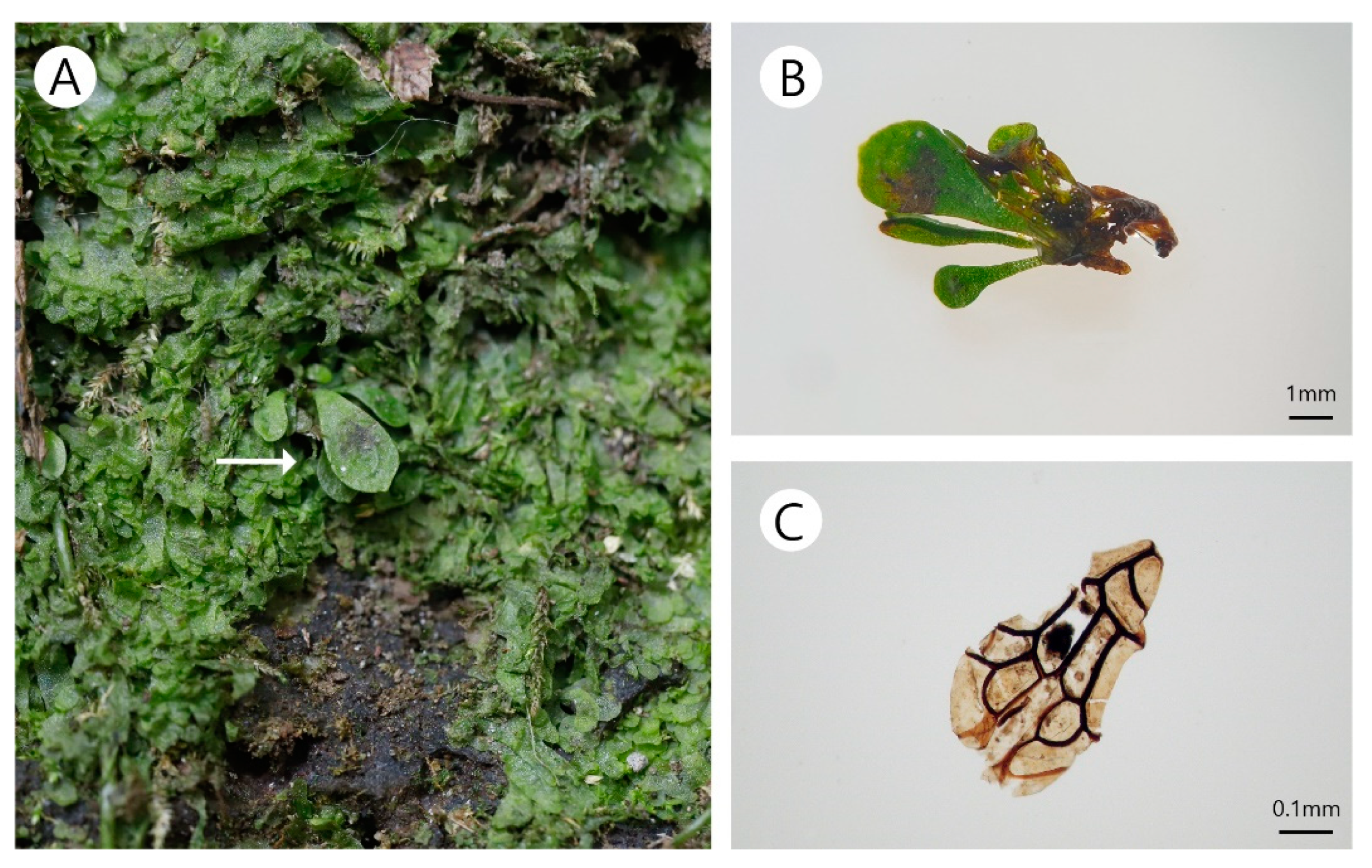 Plants 10 00170 g003