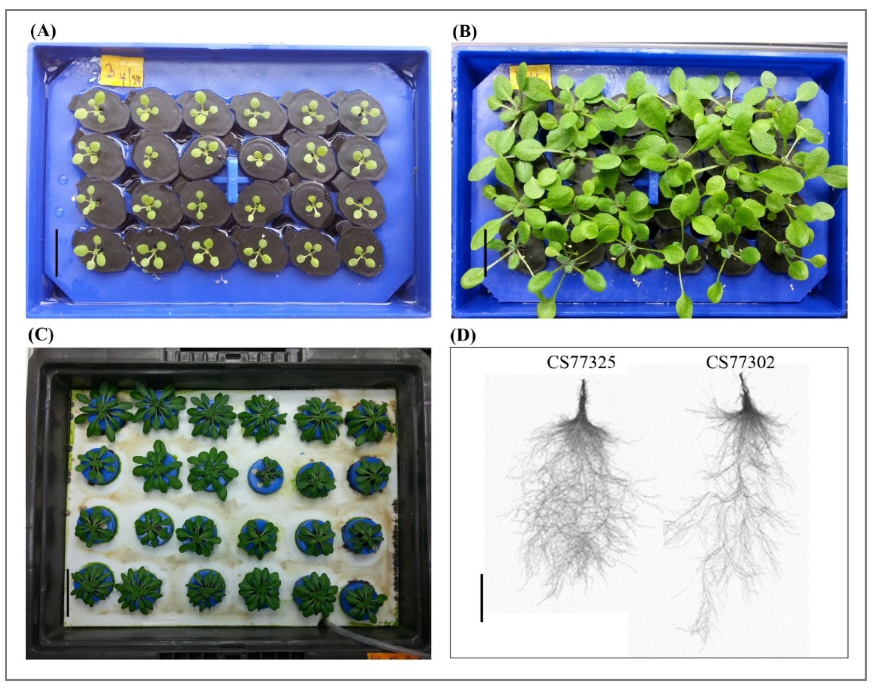 Plants 10 00191 g001