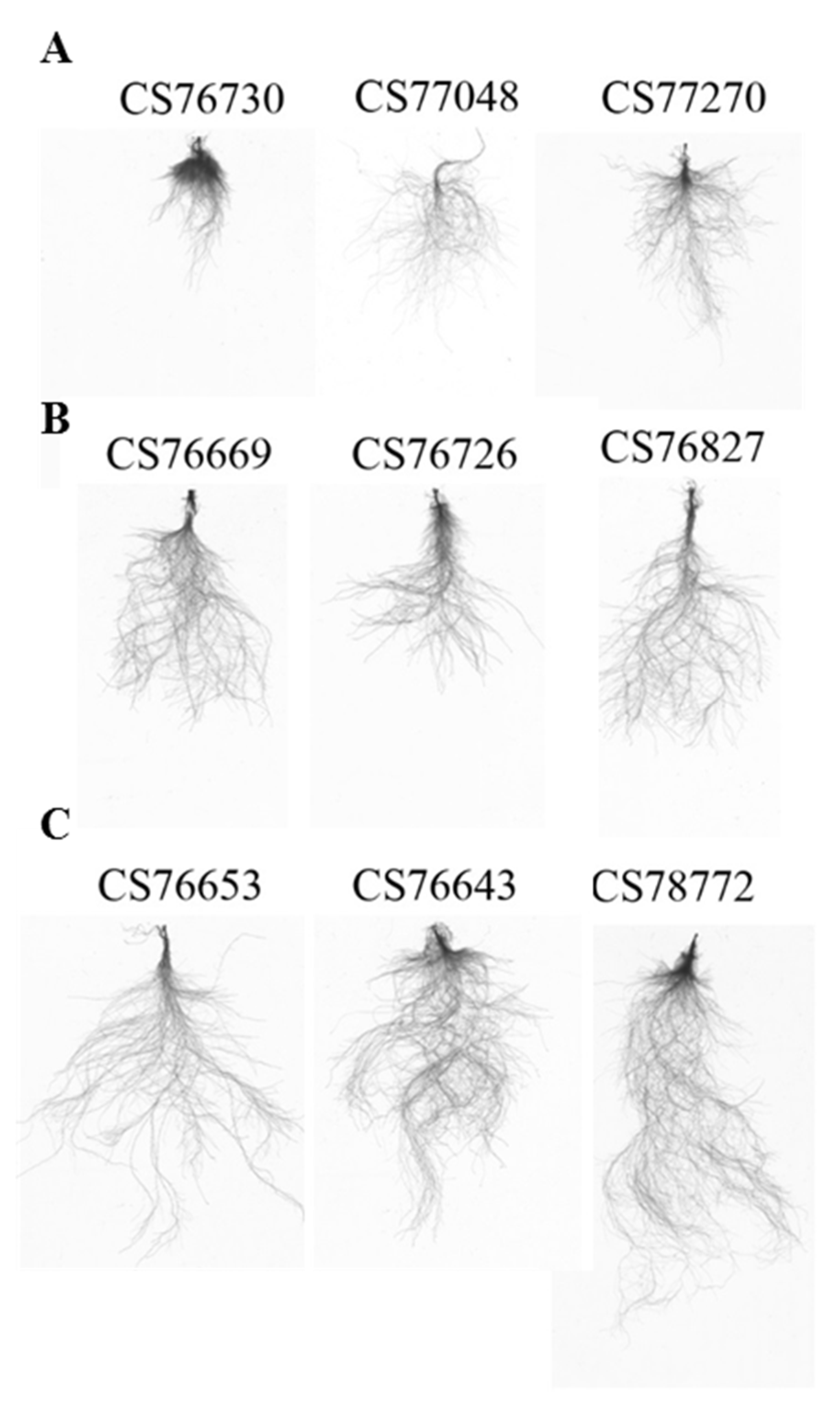 Plants 10 00191 g002