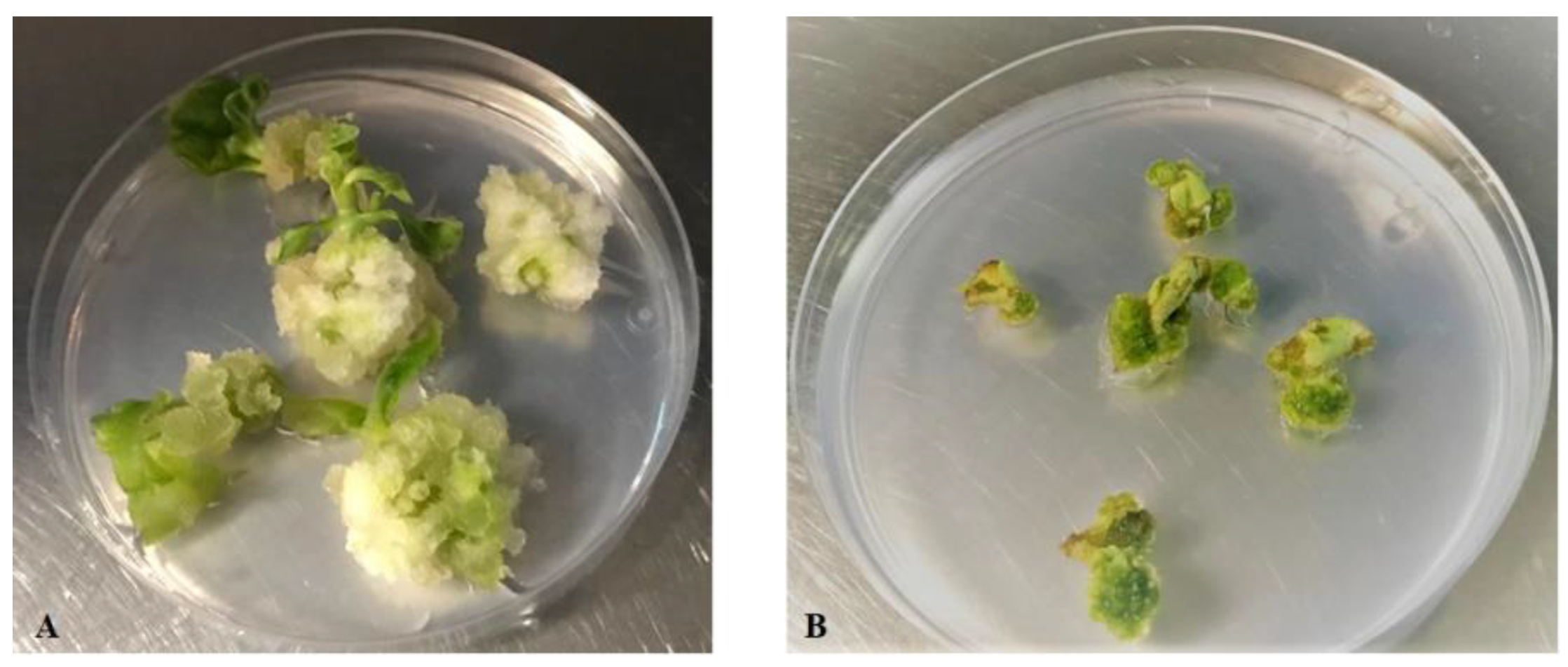 Plants 10 00198 g001