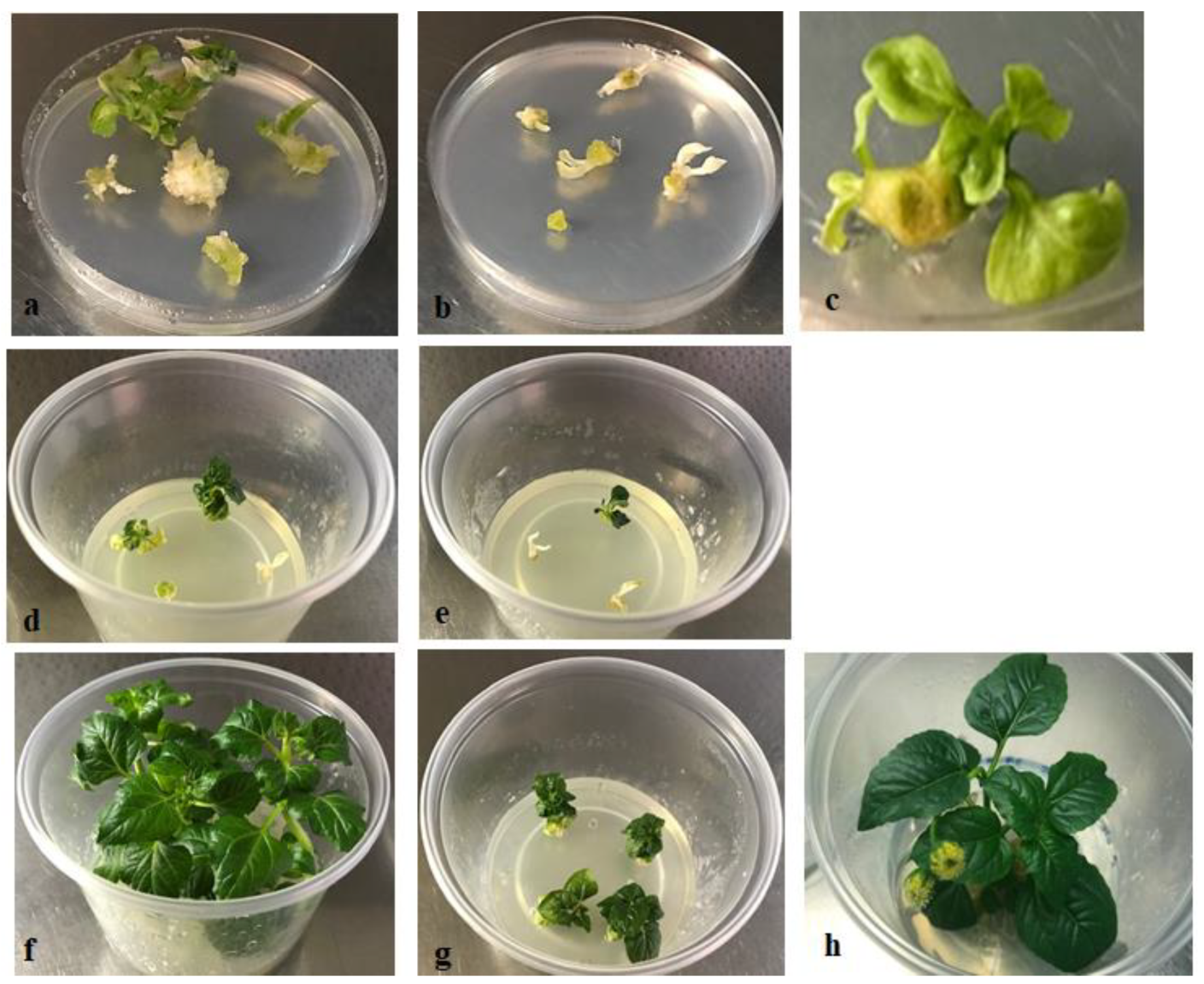 Plants 10 00198 g003