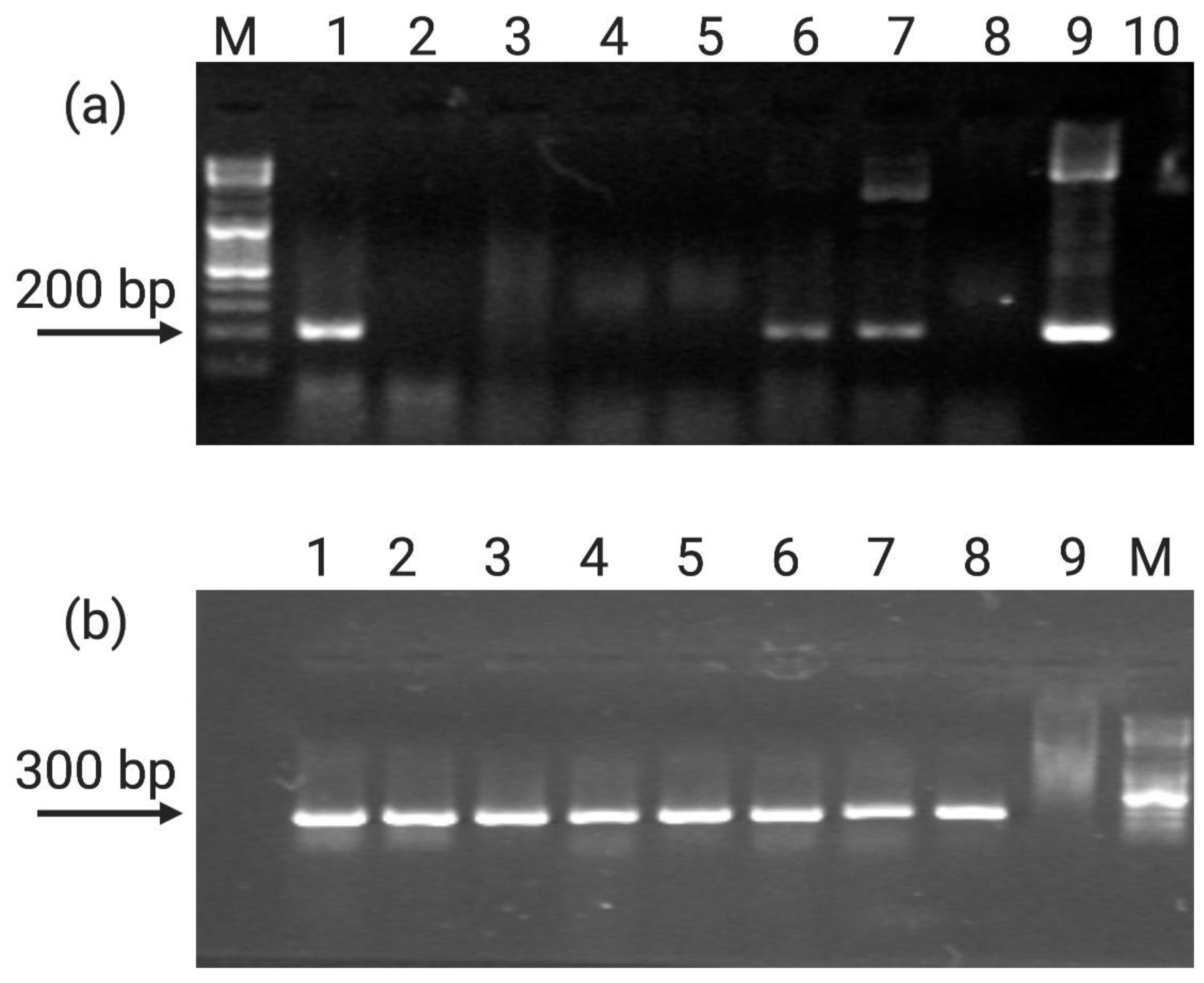 Plants 10 00198 g004