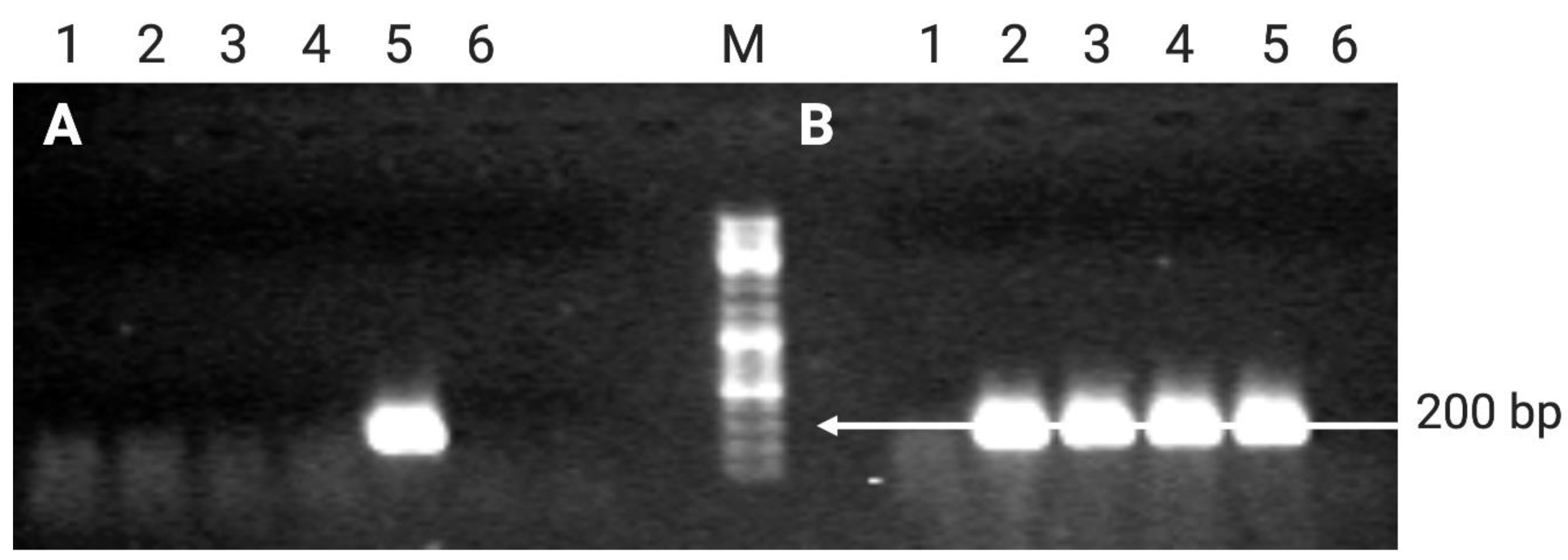 Plants 10 00198 g005