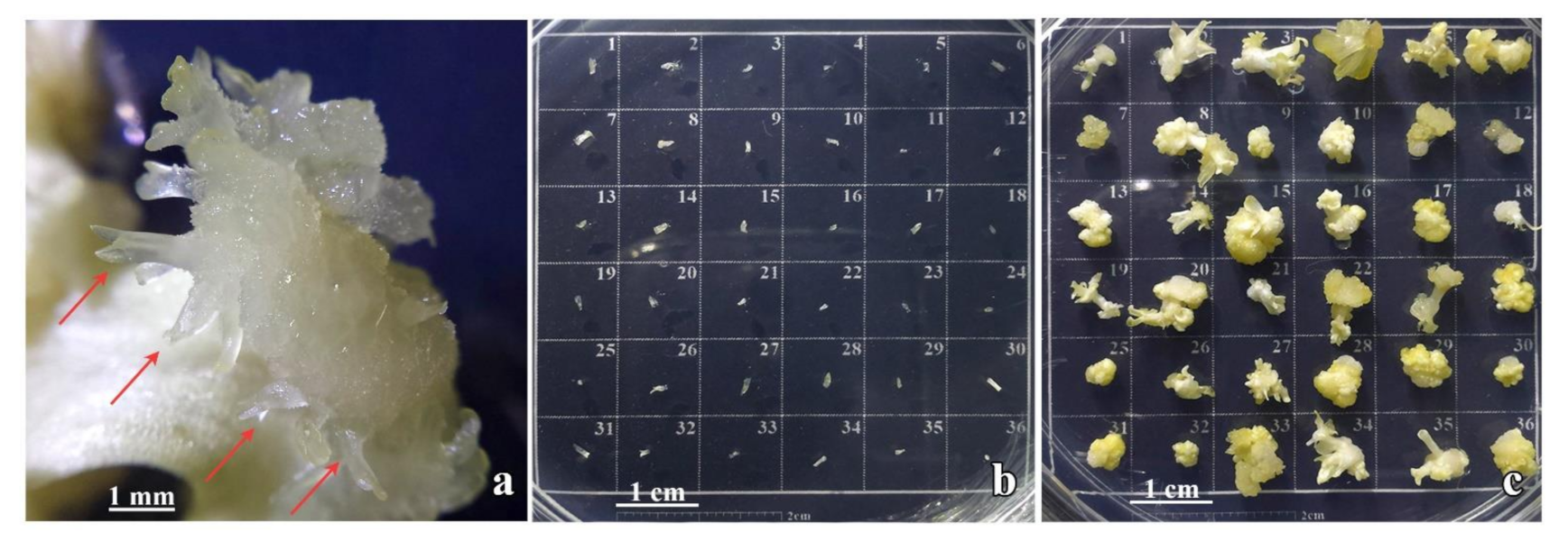 Plants 10 00199 g002