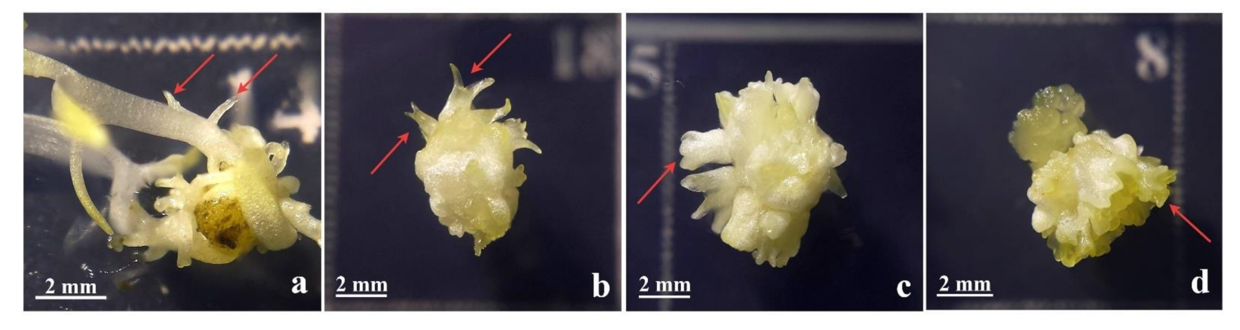 Plants 10 00199 g006