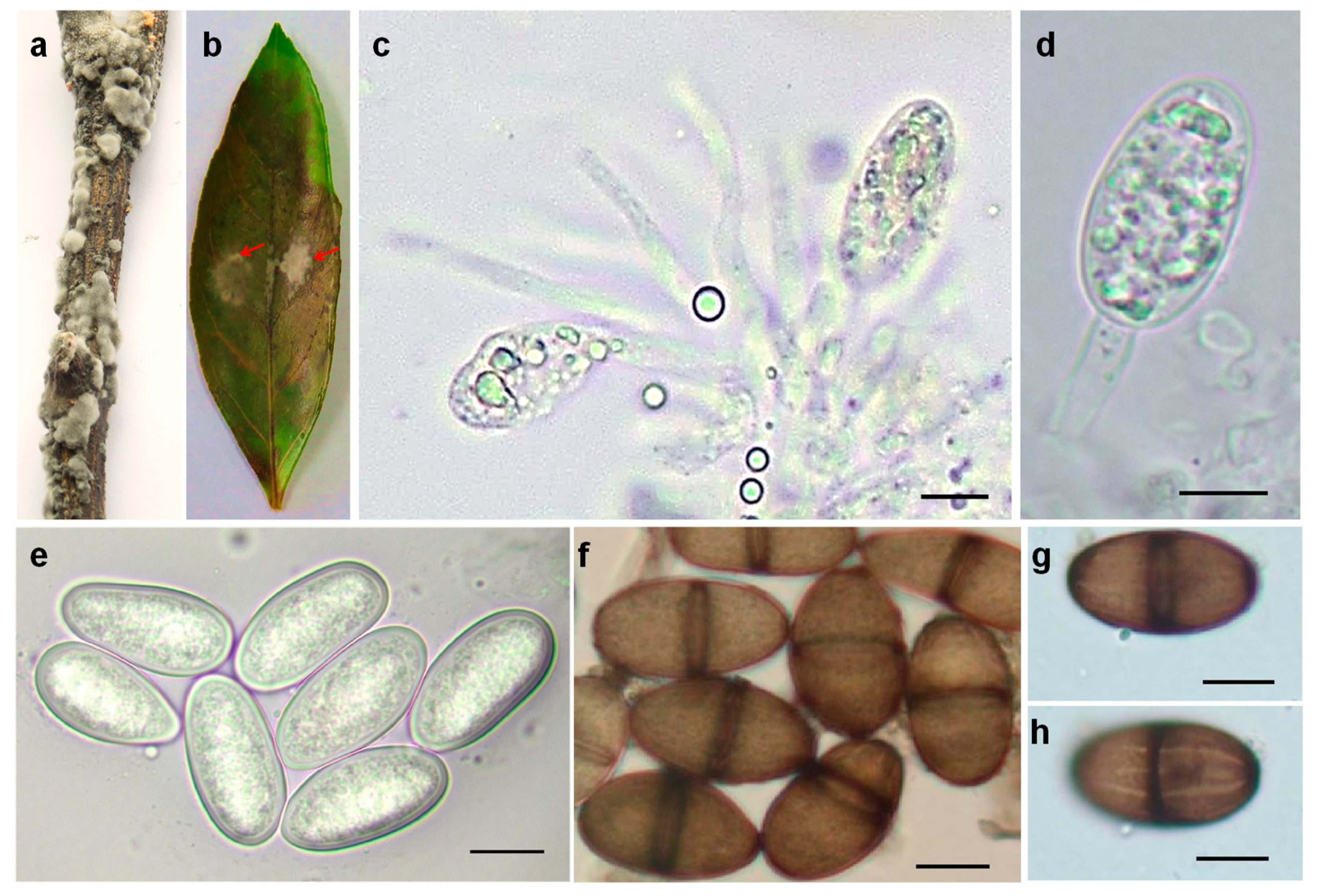 Plants 10 00202 g003