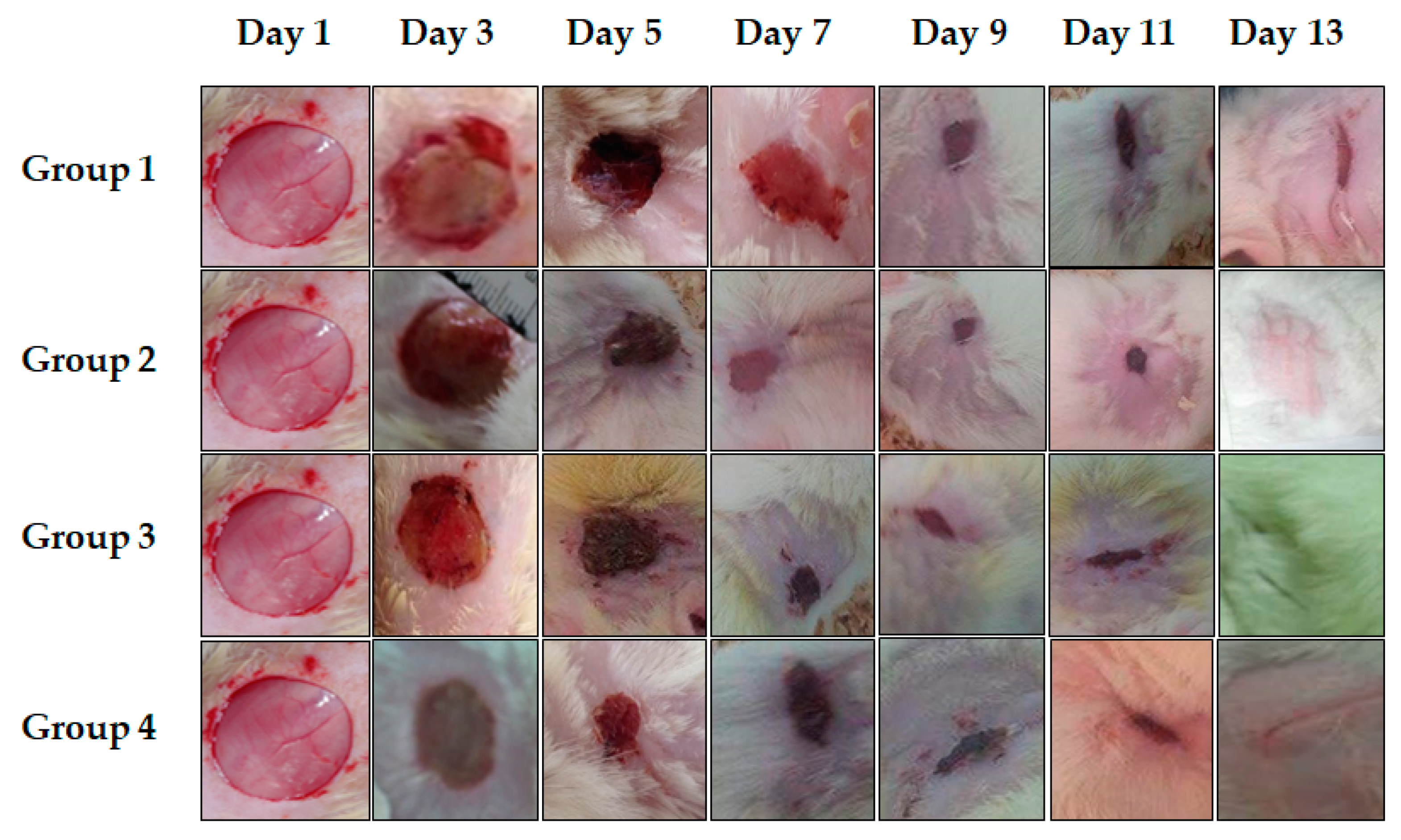 Plants 10 00205 g003
