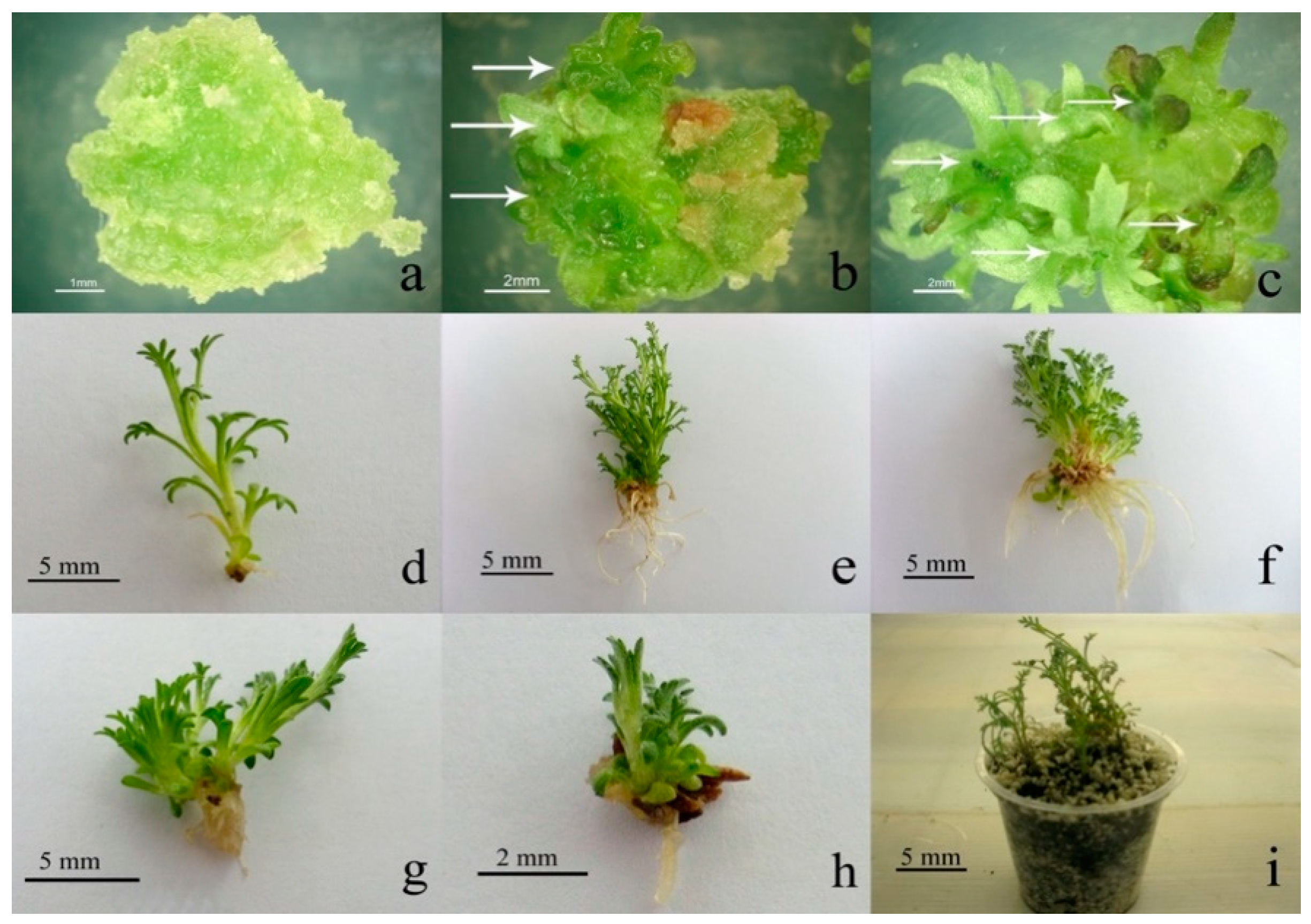 Plants 10 00208 g001 Plants 10 00208 g001