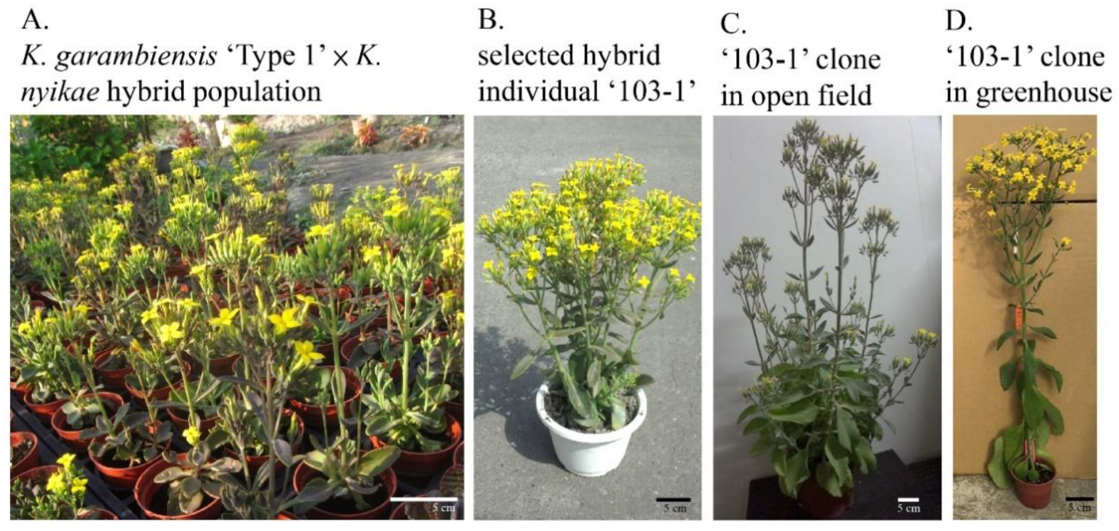 Plants 10 00209 g001