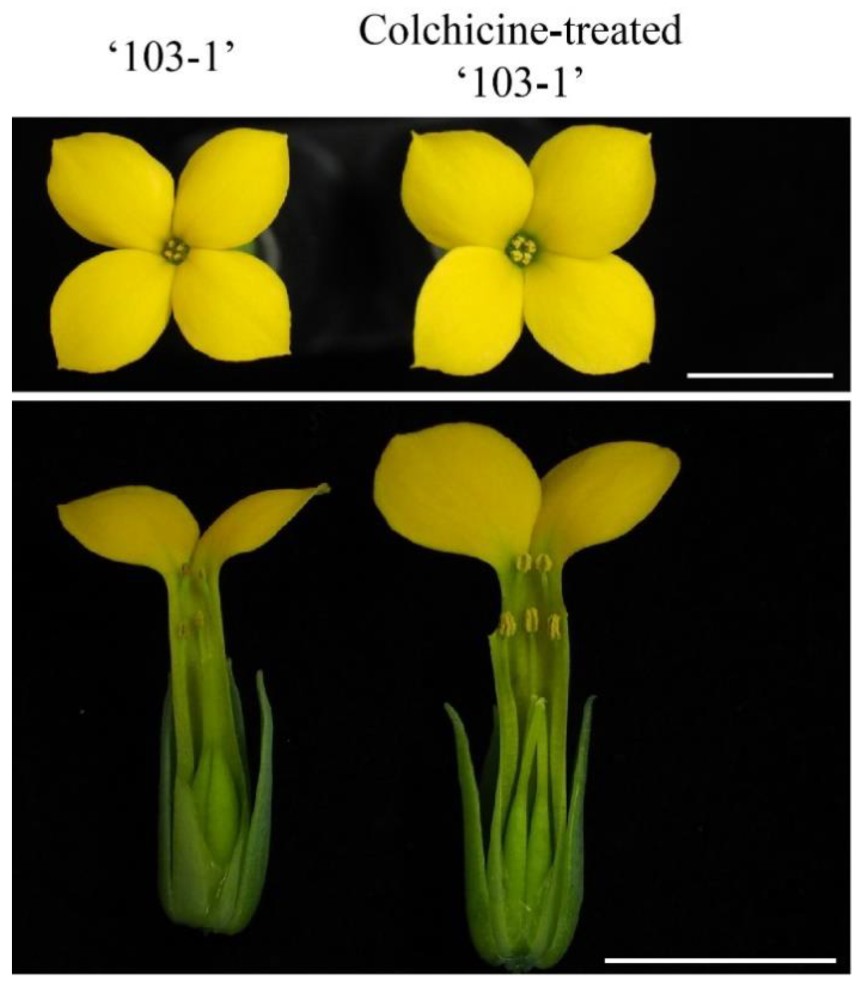 Plants 10 00209 g003