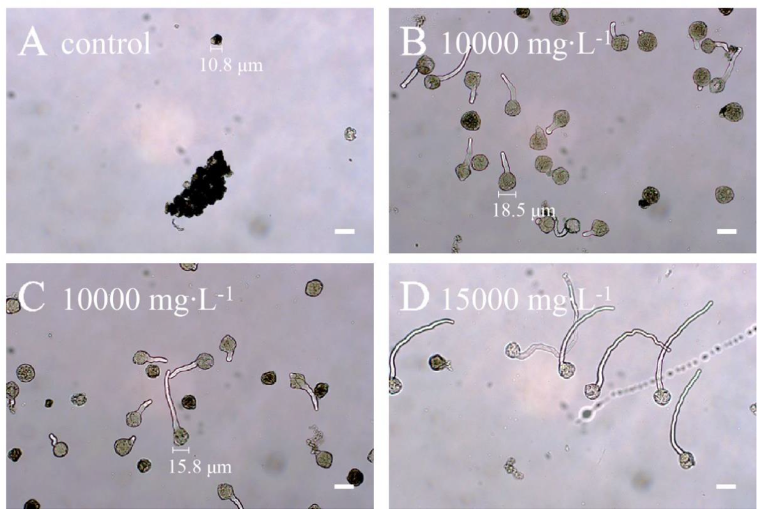 Plants 10 00209 g004