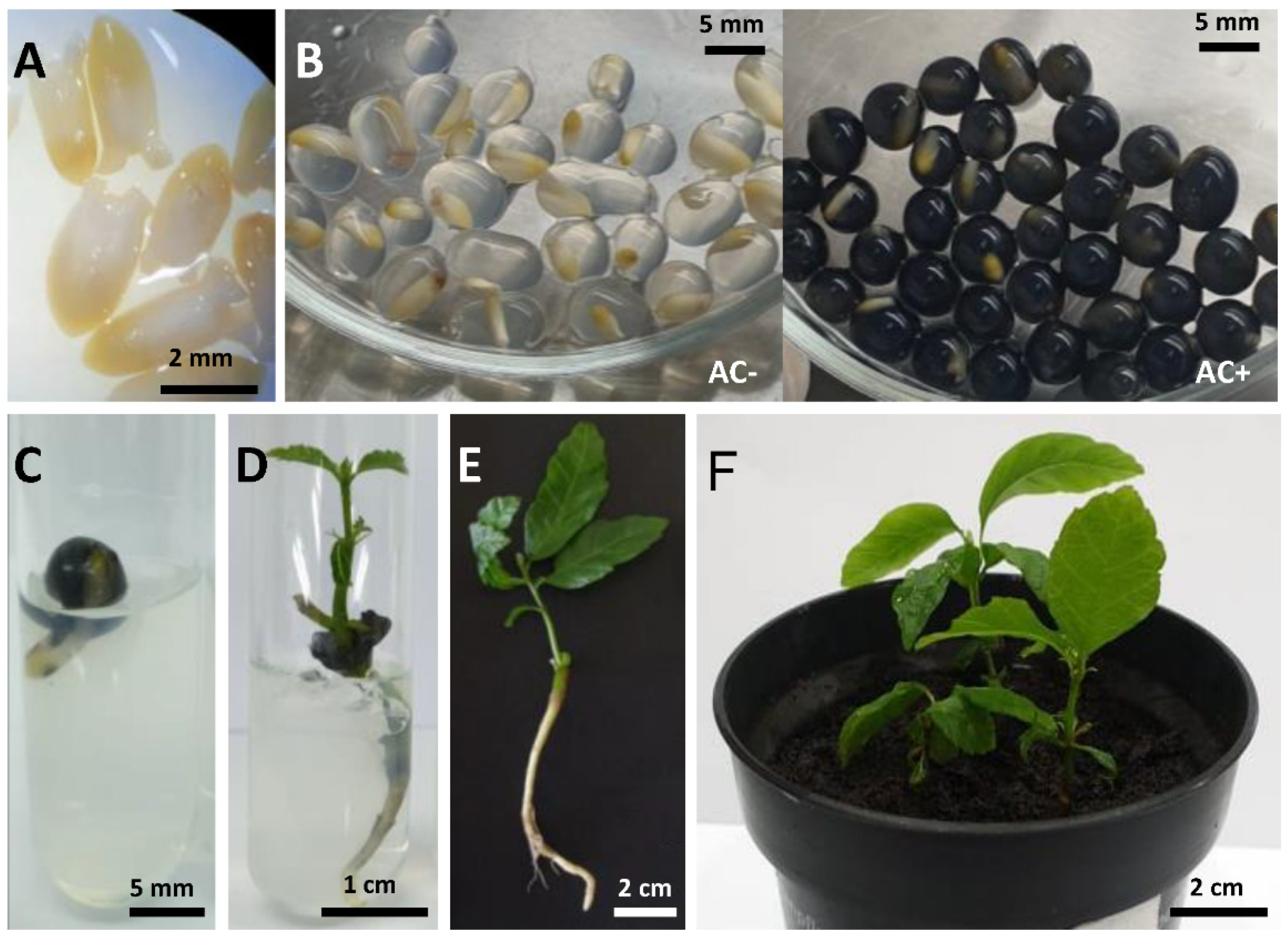 Plants 10 00231 g003