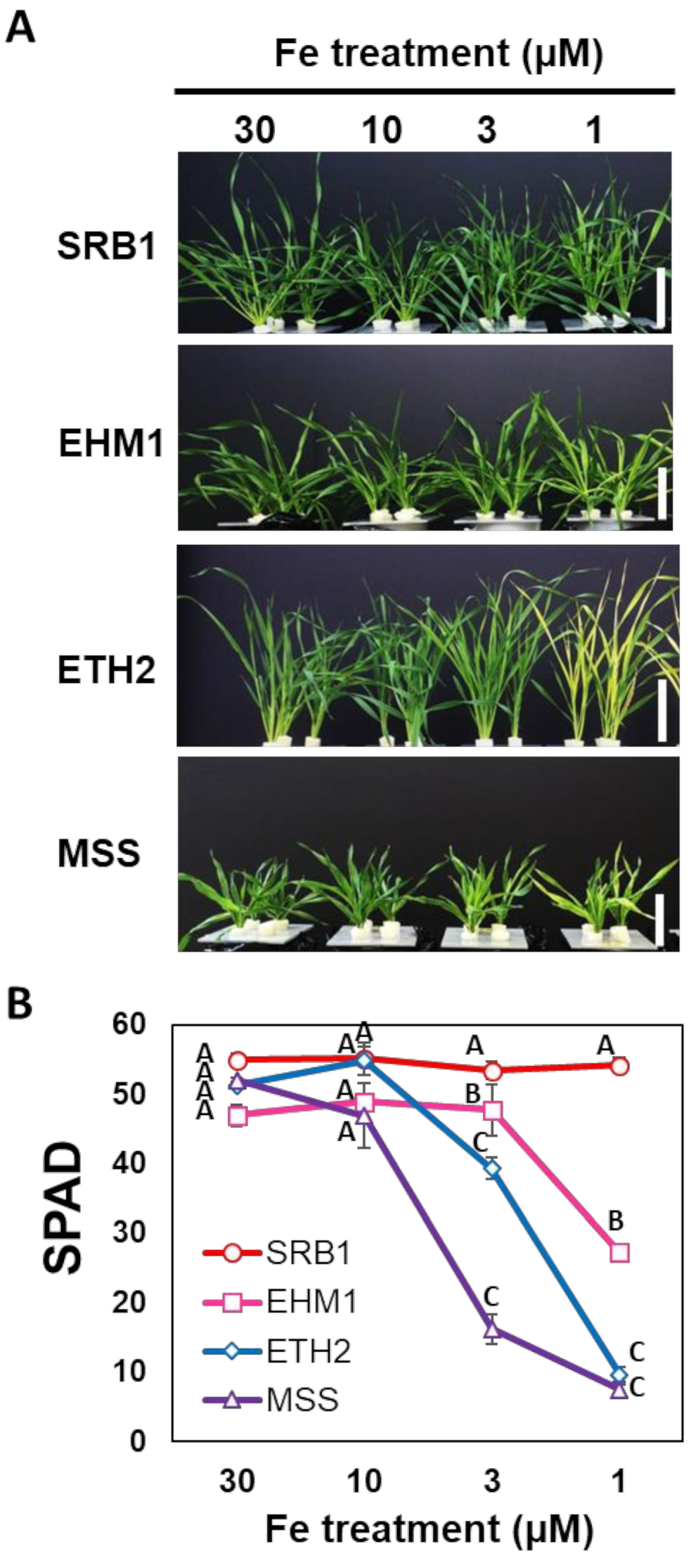 Plants 10 00234 g001 Plants 10 00234 g001