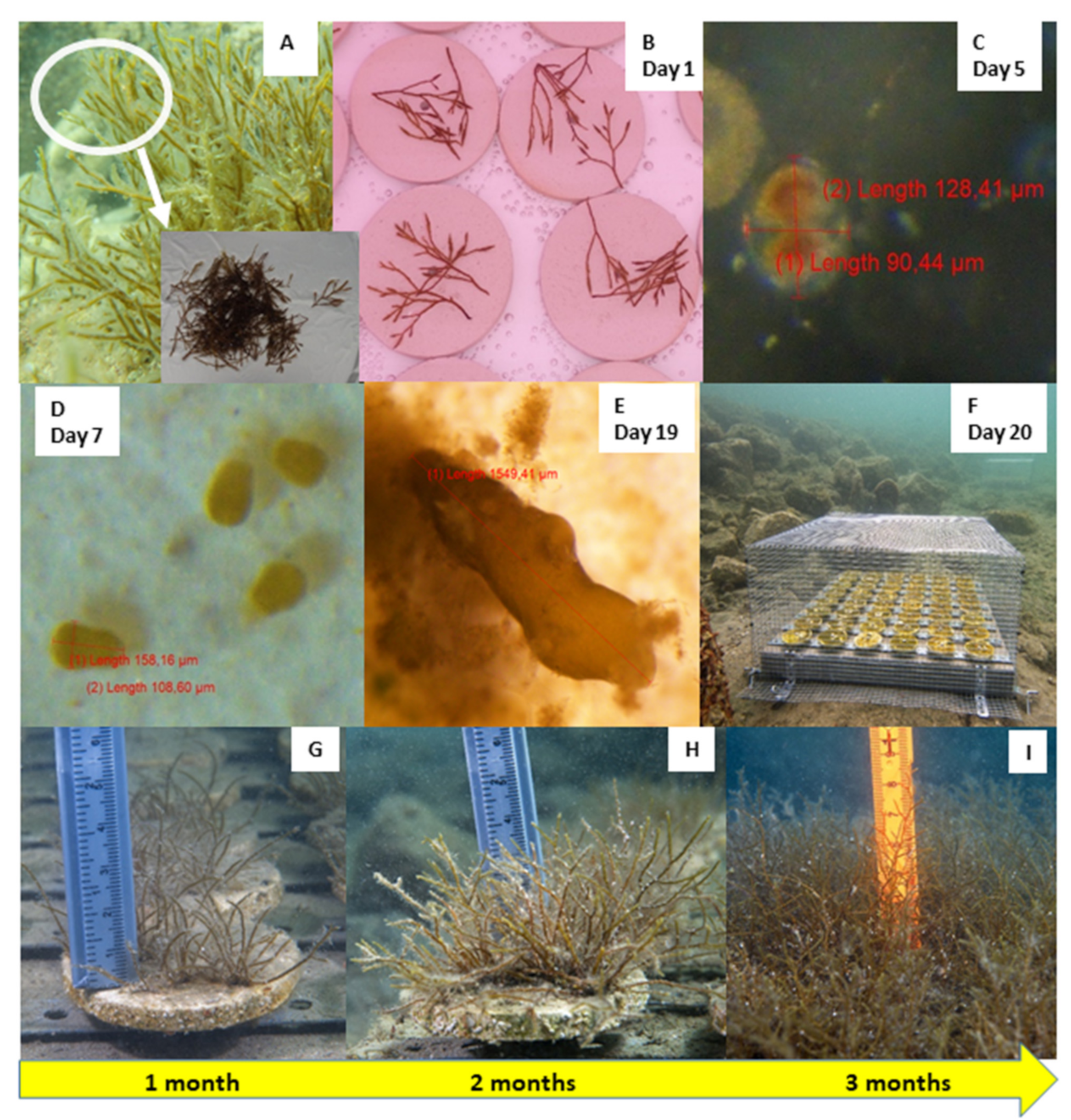 Plants 10 00239 g003