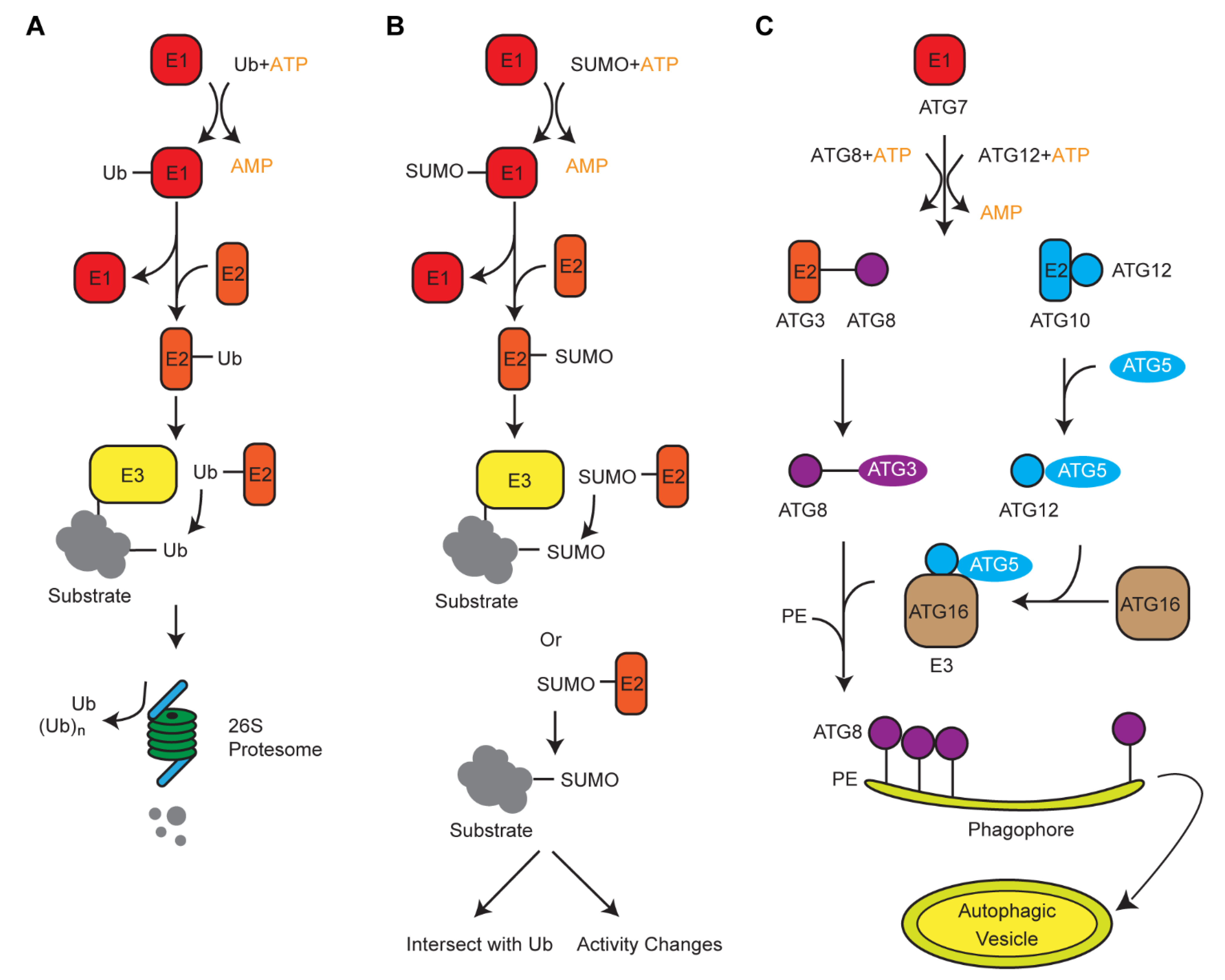 Plants 10 00246 g001