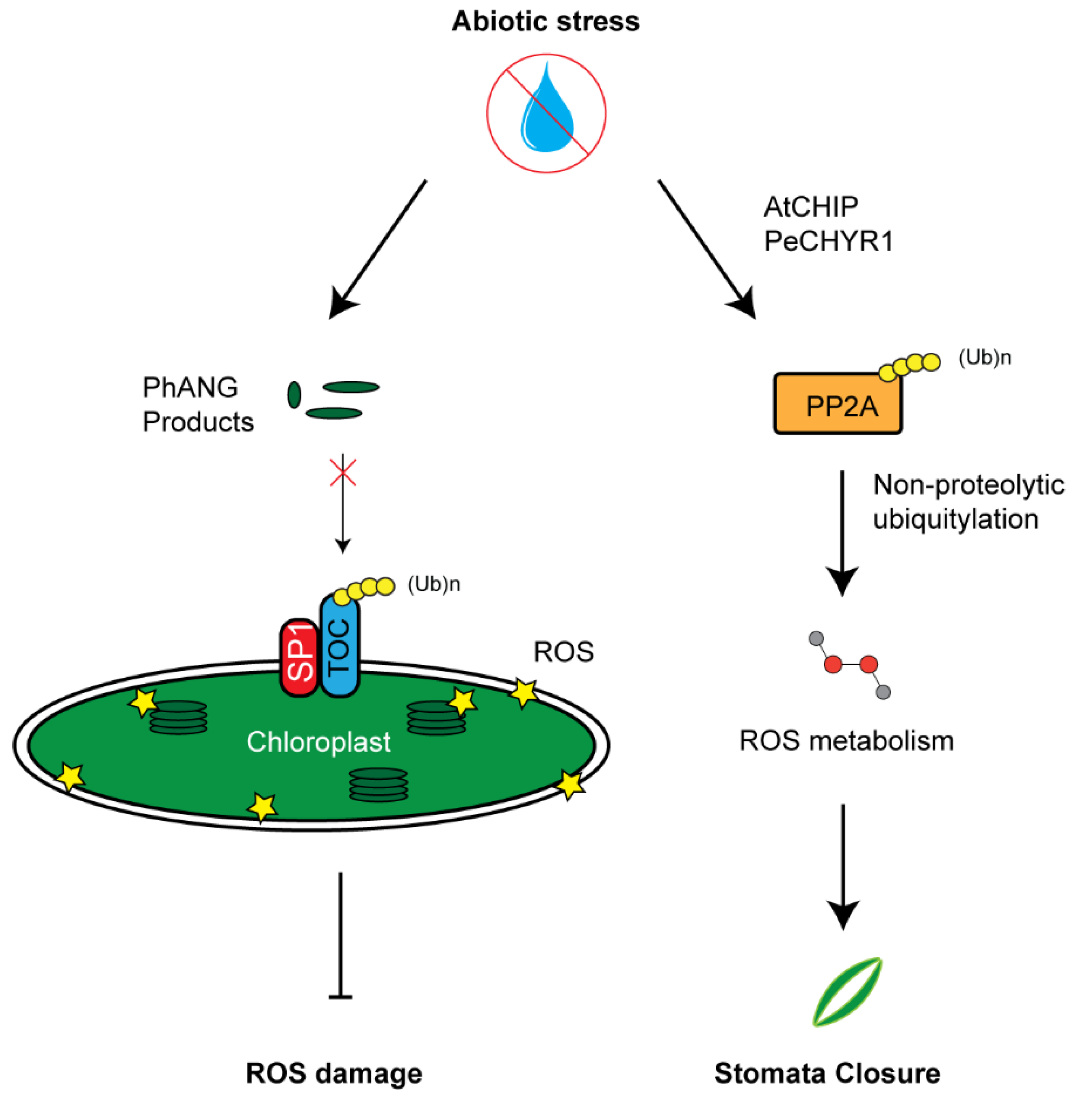 Plants 10 00246 g004
