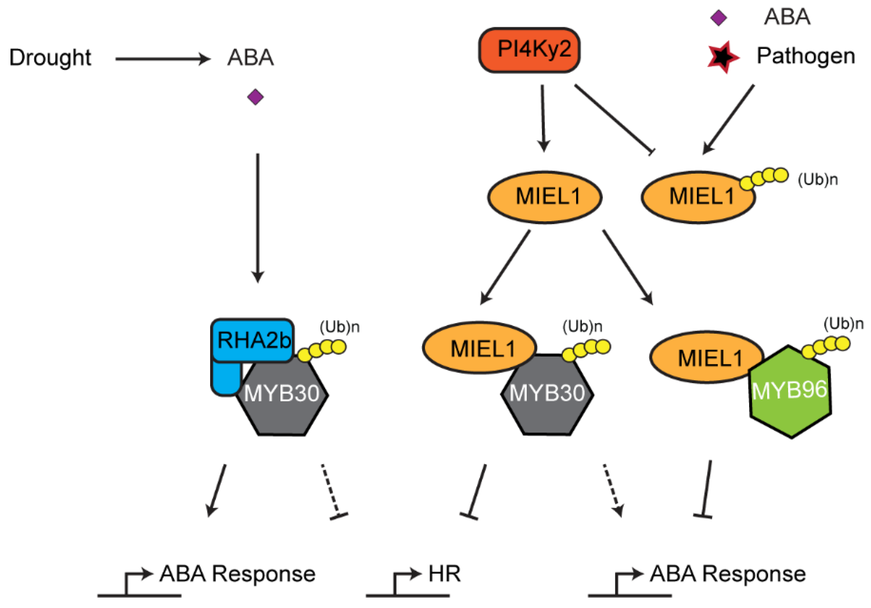 Plants 10 00246 g006