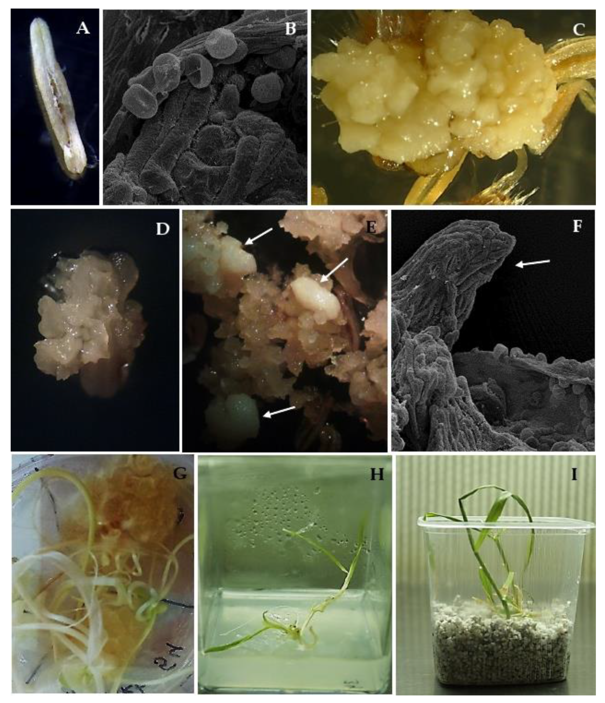 Plants 10 00248 g001