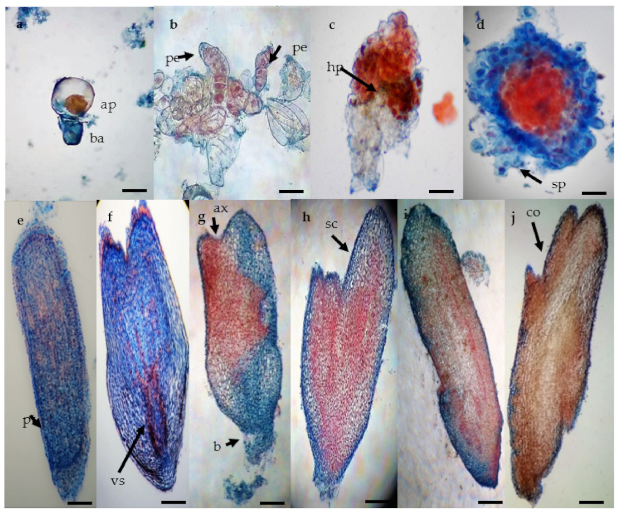 Plants 10 00249 g002