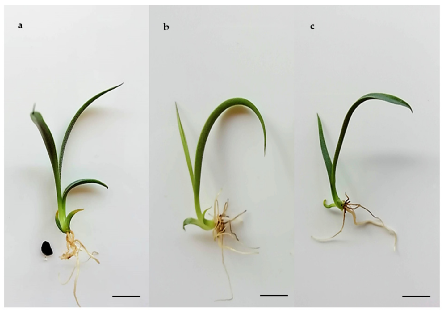 Plants 10 00249 g005