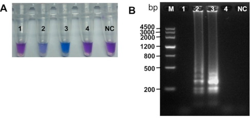Plants 10 00253 g002