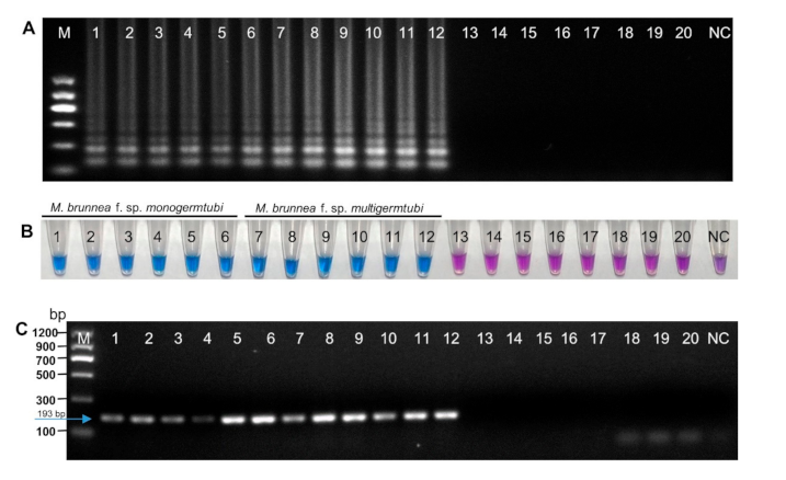 Plants 10 00253 g003