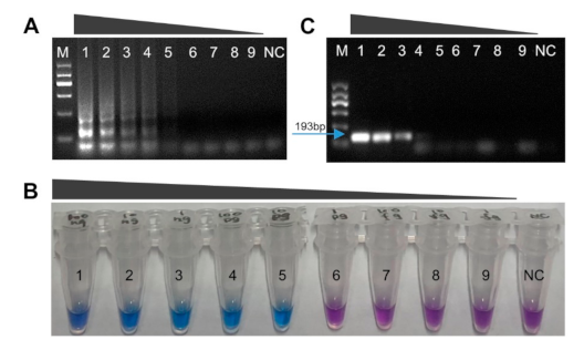 Plants 10 00253 g004