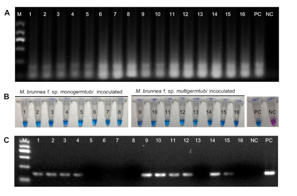 Plants 10 00253 g005