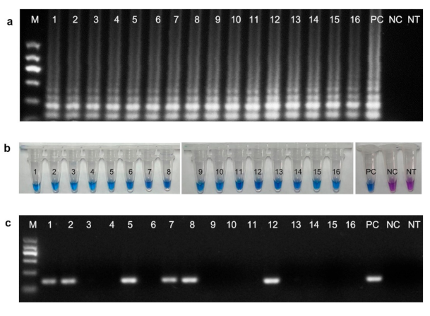 Plants 10 00253 g006