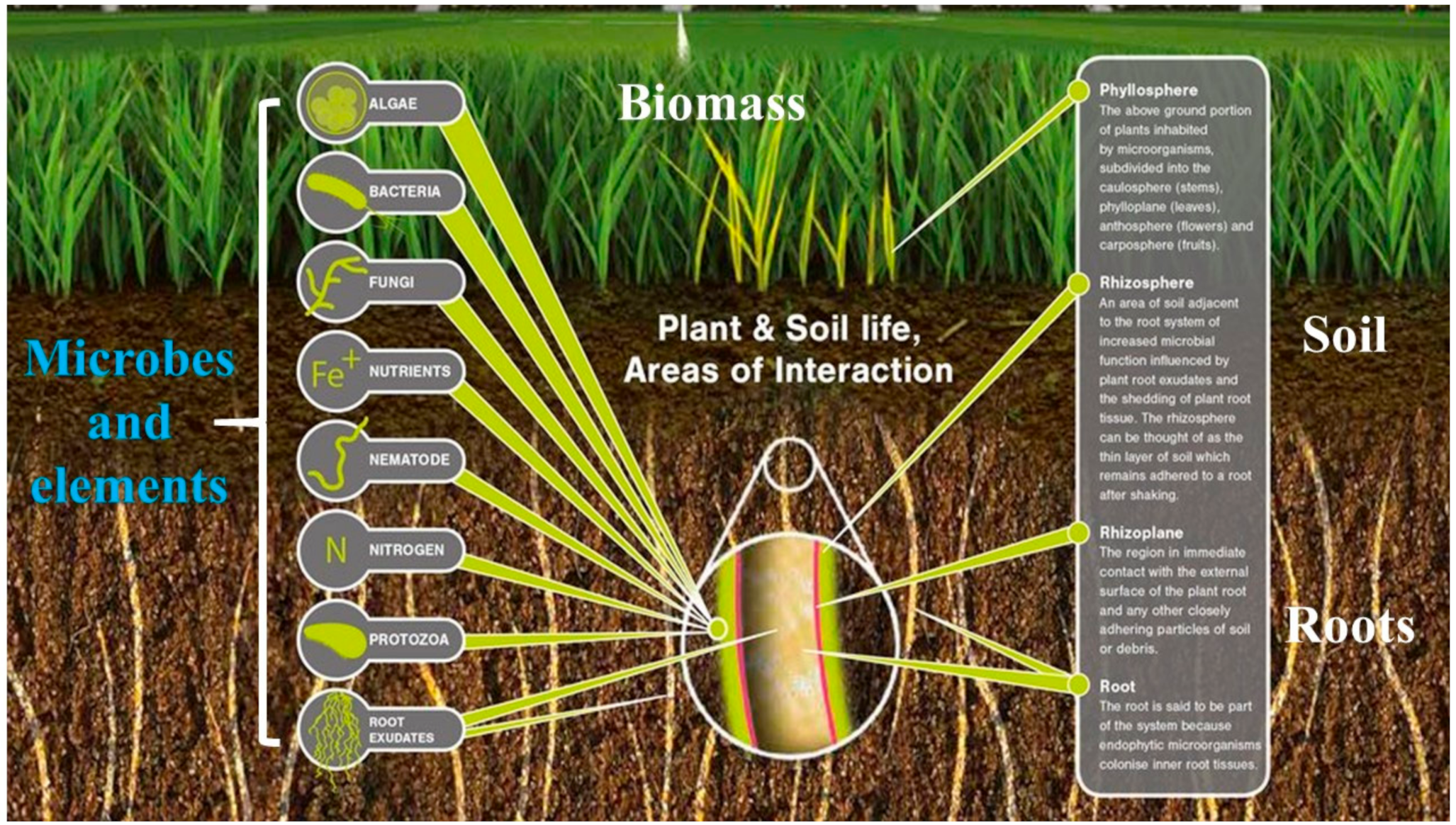 Plants 10 00259 g004