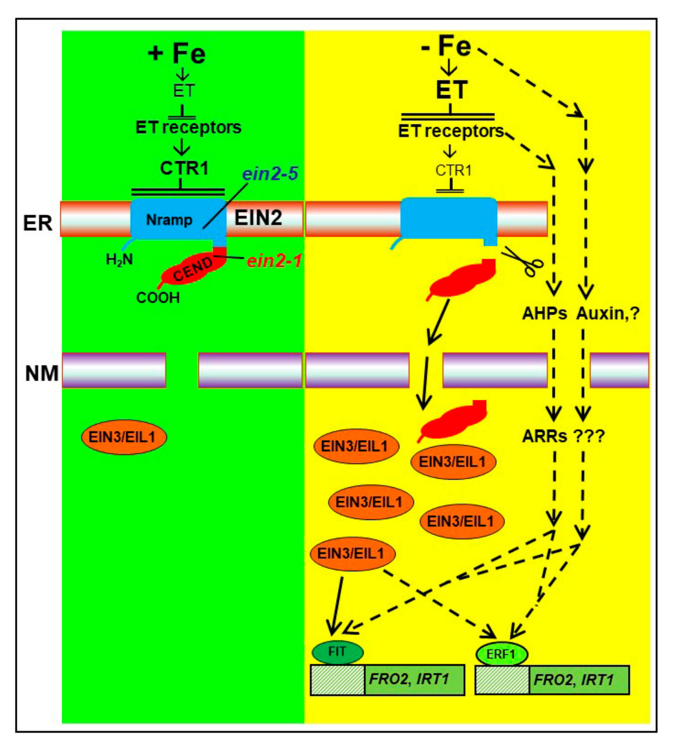 Plants 10 00262 g001