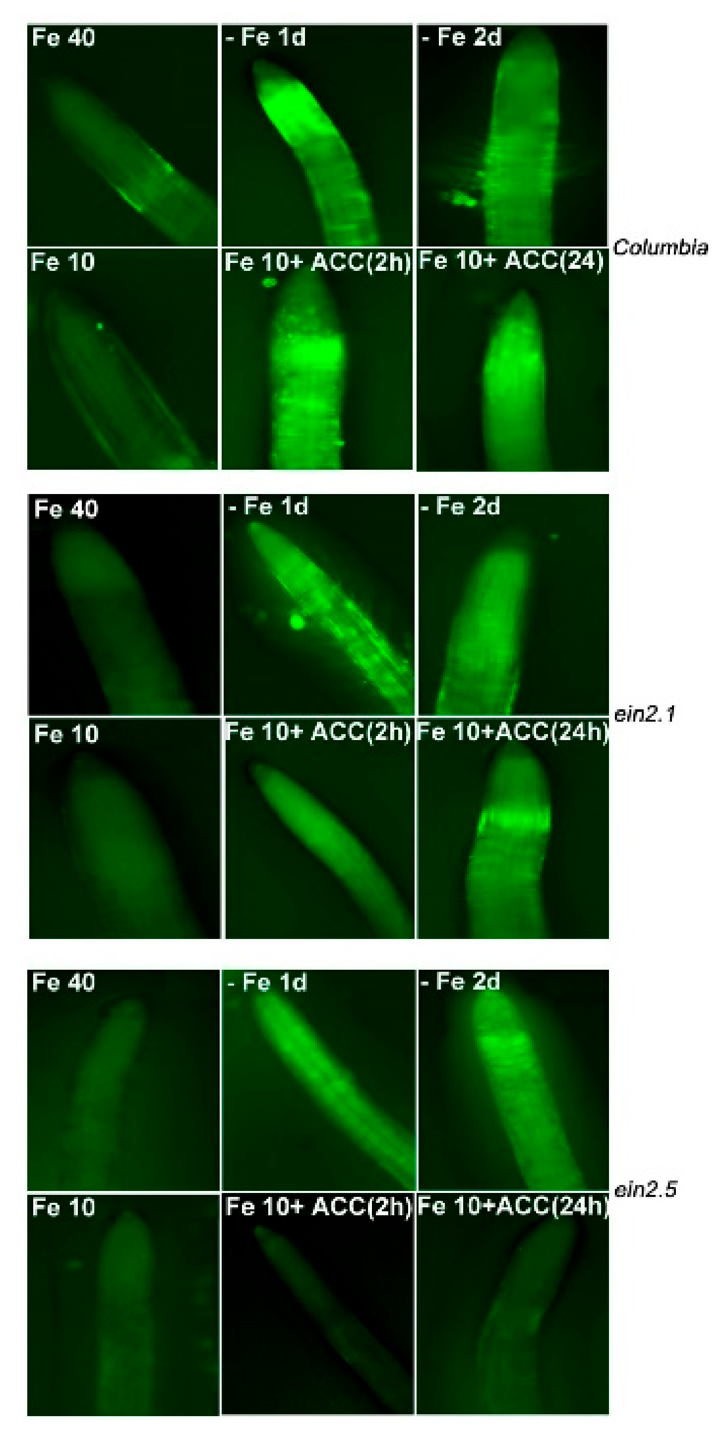 Plants 10 00262 g006