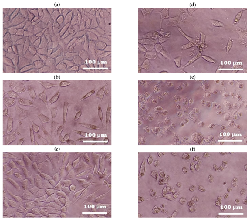 Plants 10 00266 g002