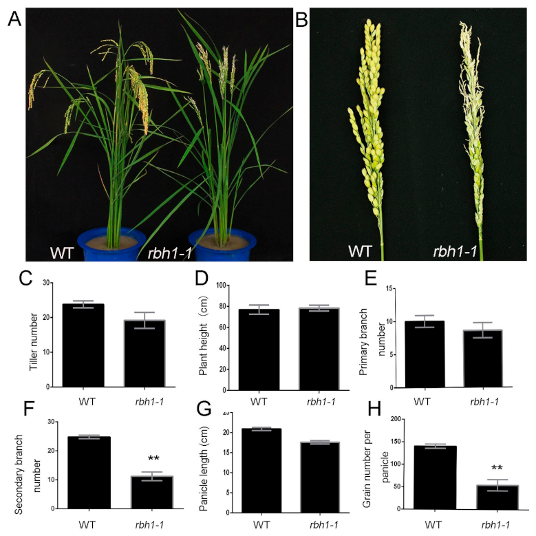 Plants 10 00271 g001