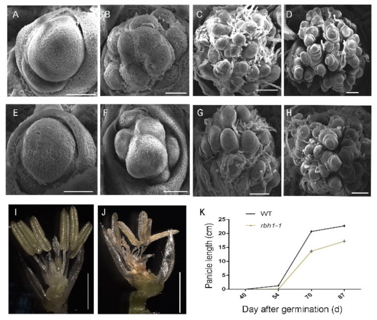Plants 10 00271 g002