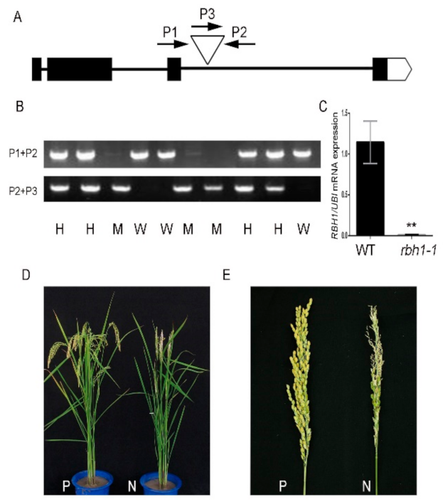 Plants 10 00271 g003