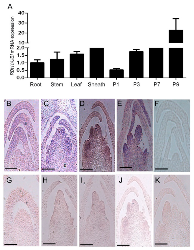 Plants 10 00271 g004