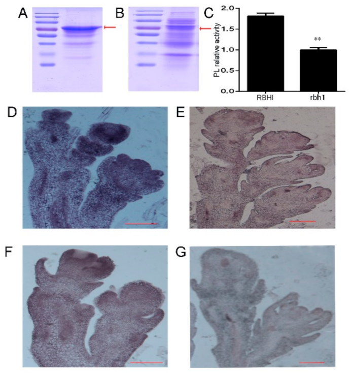 Plants 10 00271 g005