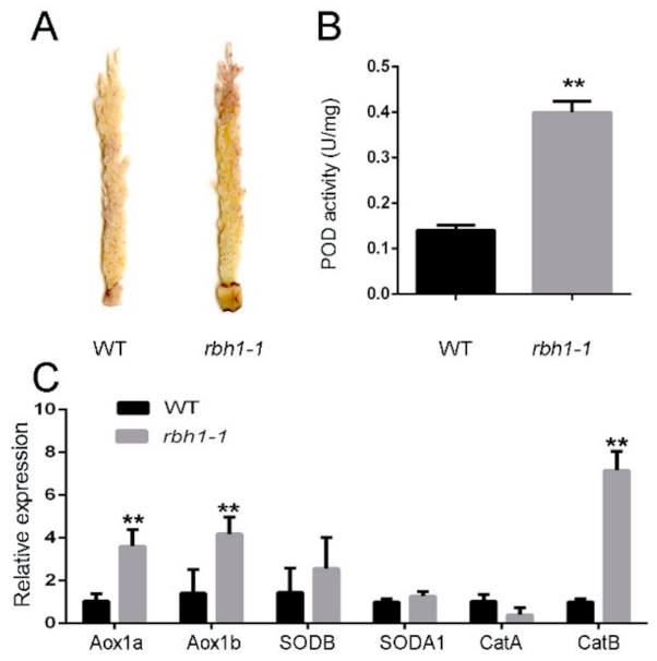 Plants 10 00271 g006