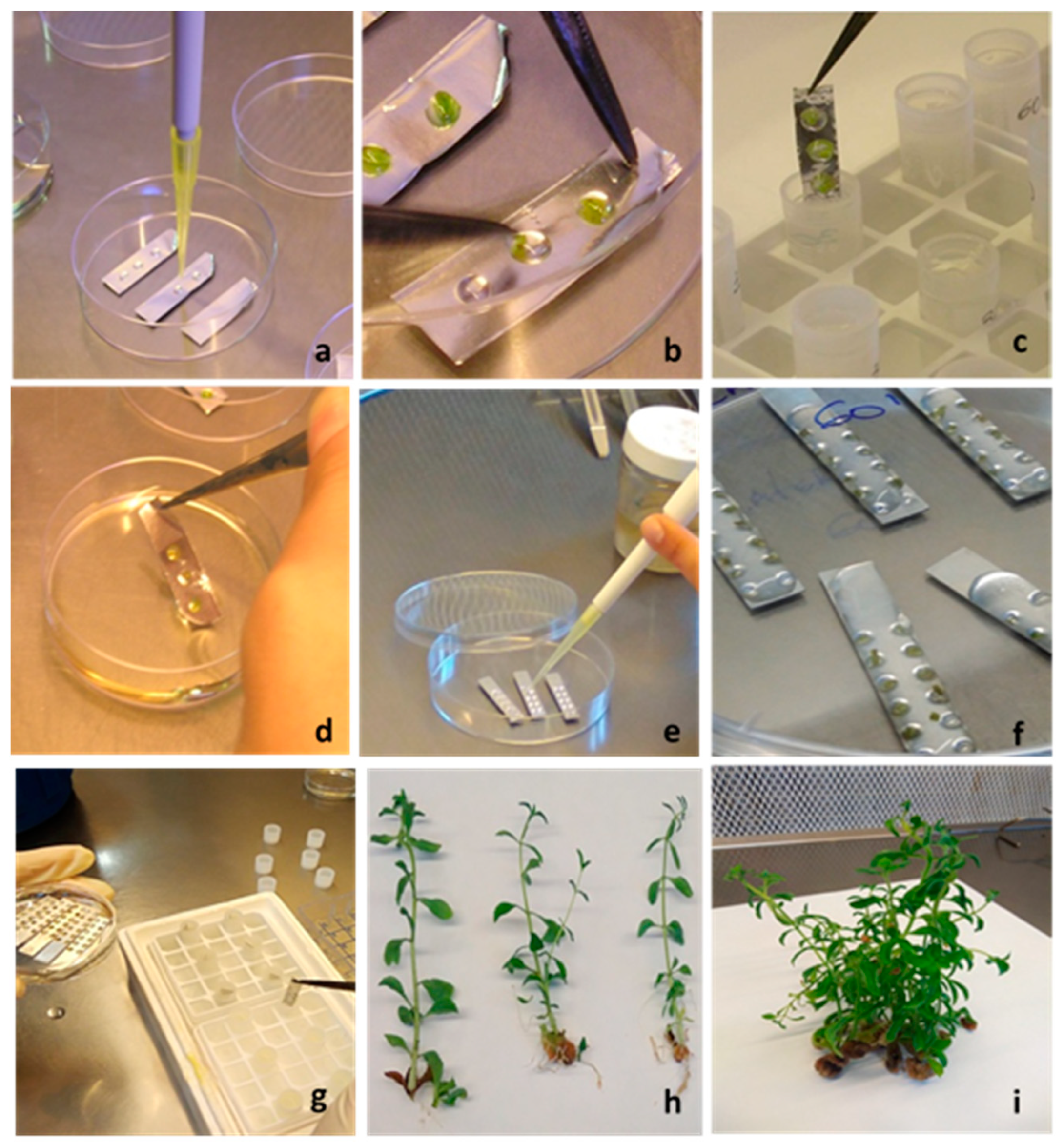 Plants 10 00277 g002