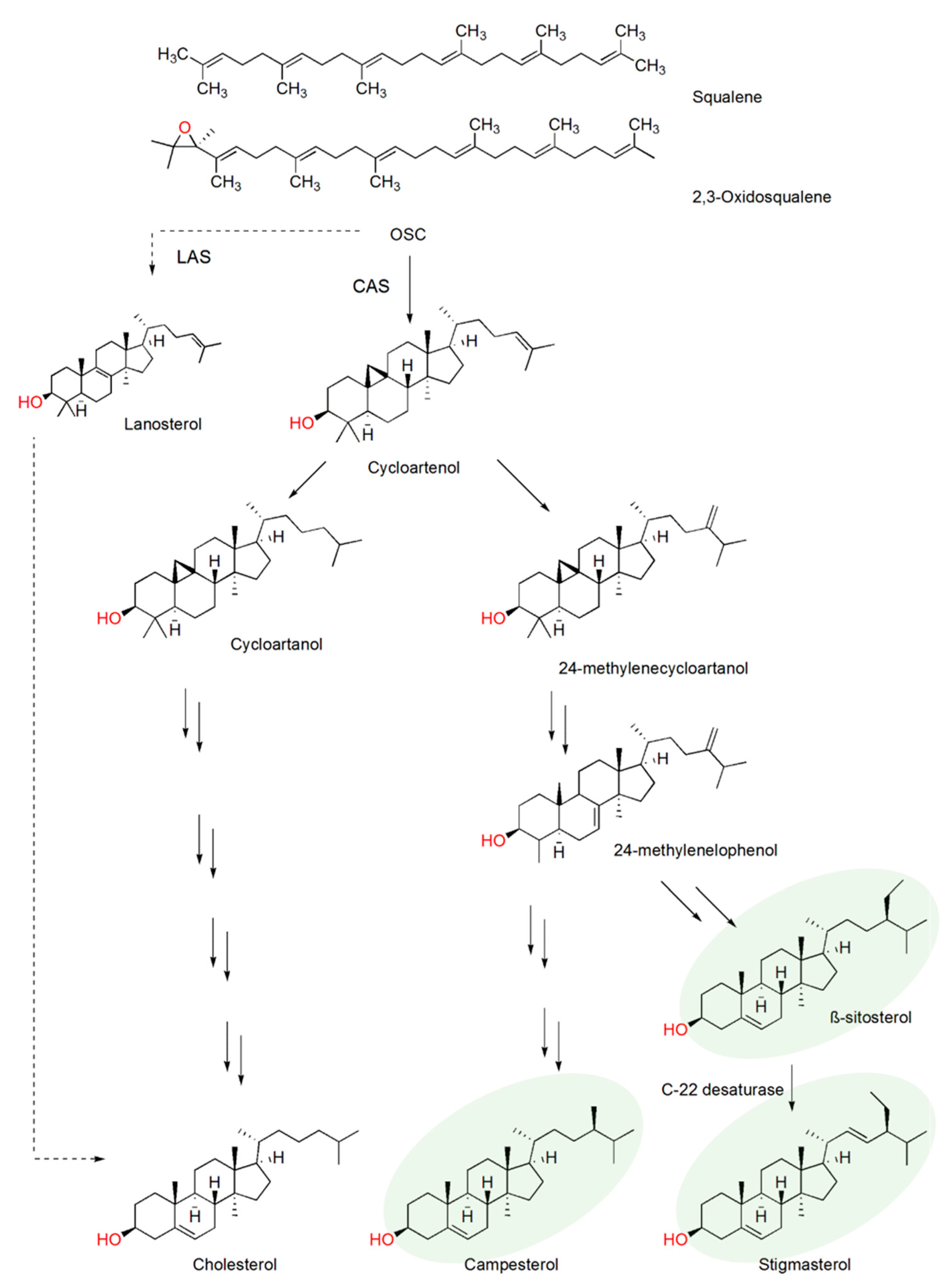 Plants 10 00292 g001