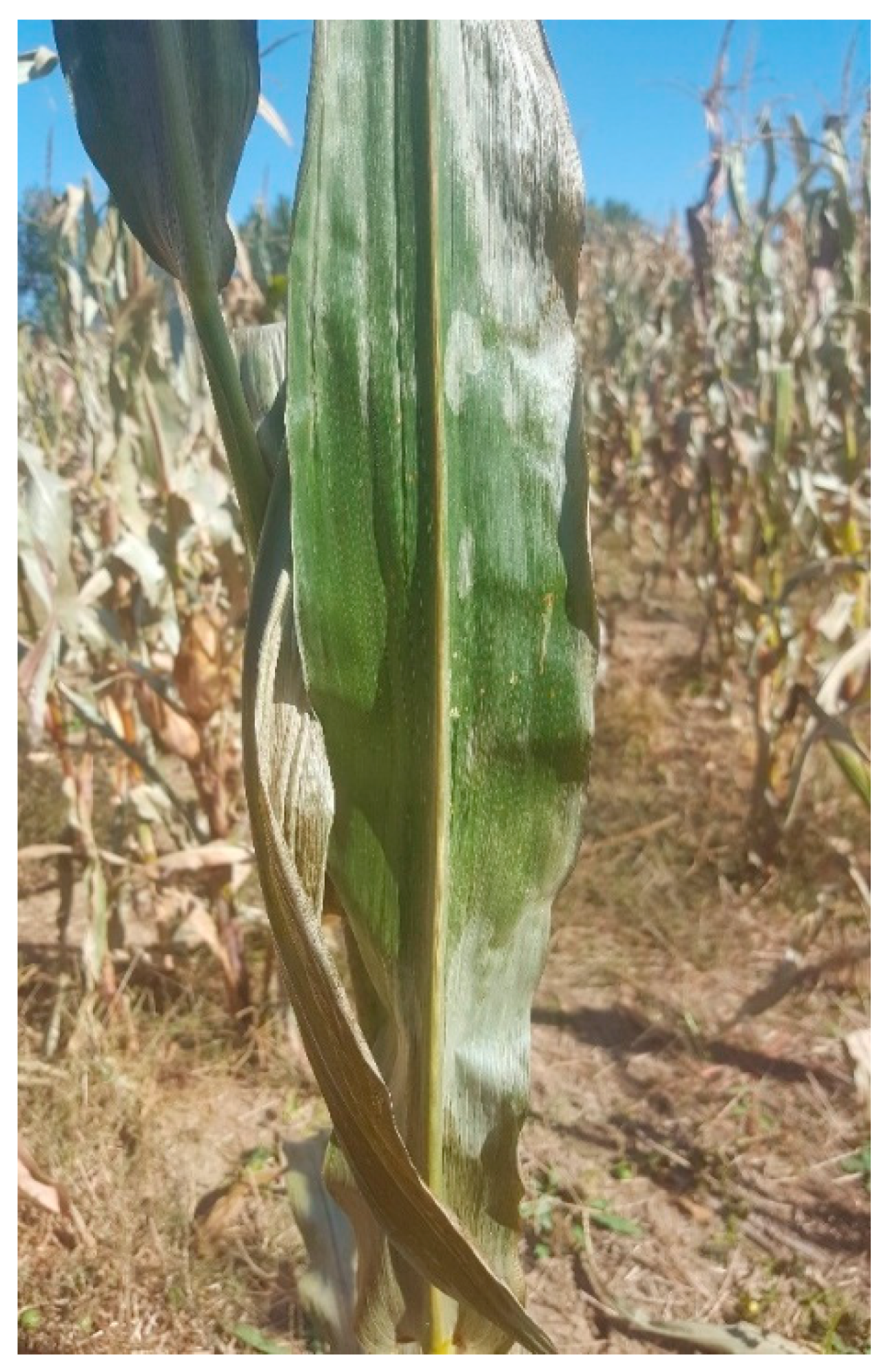 Plants 10 00293 g002