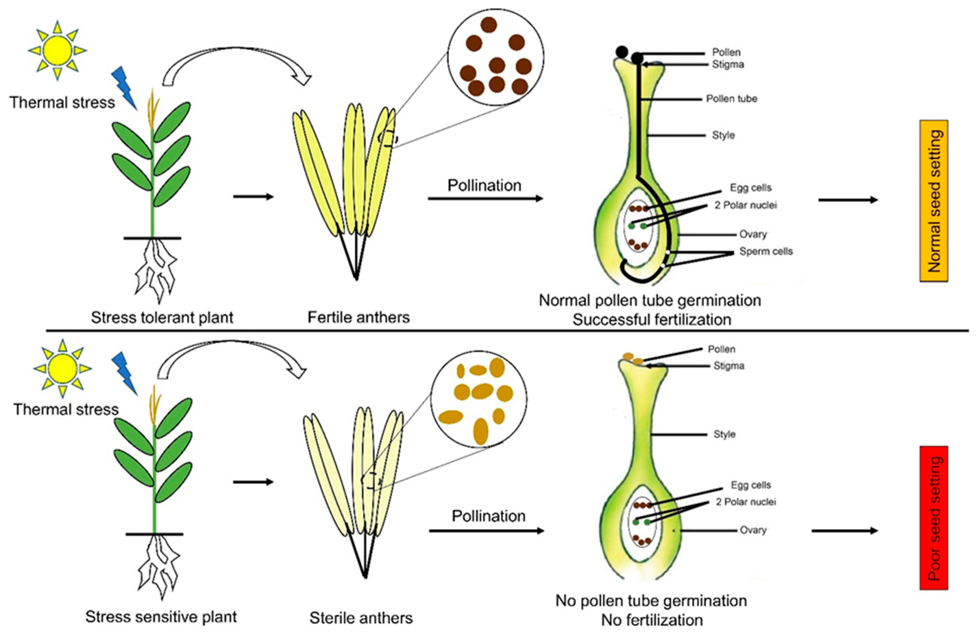 Plants 10 00293 g003