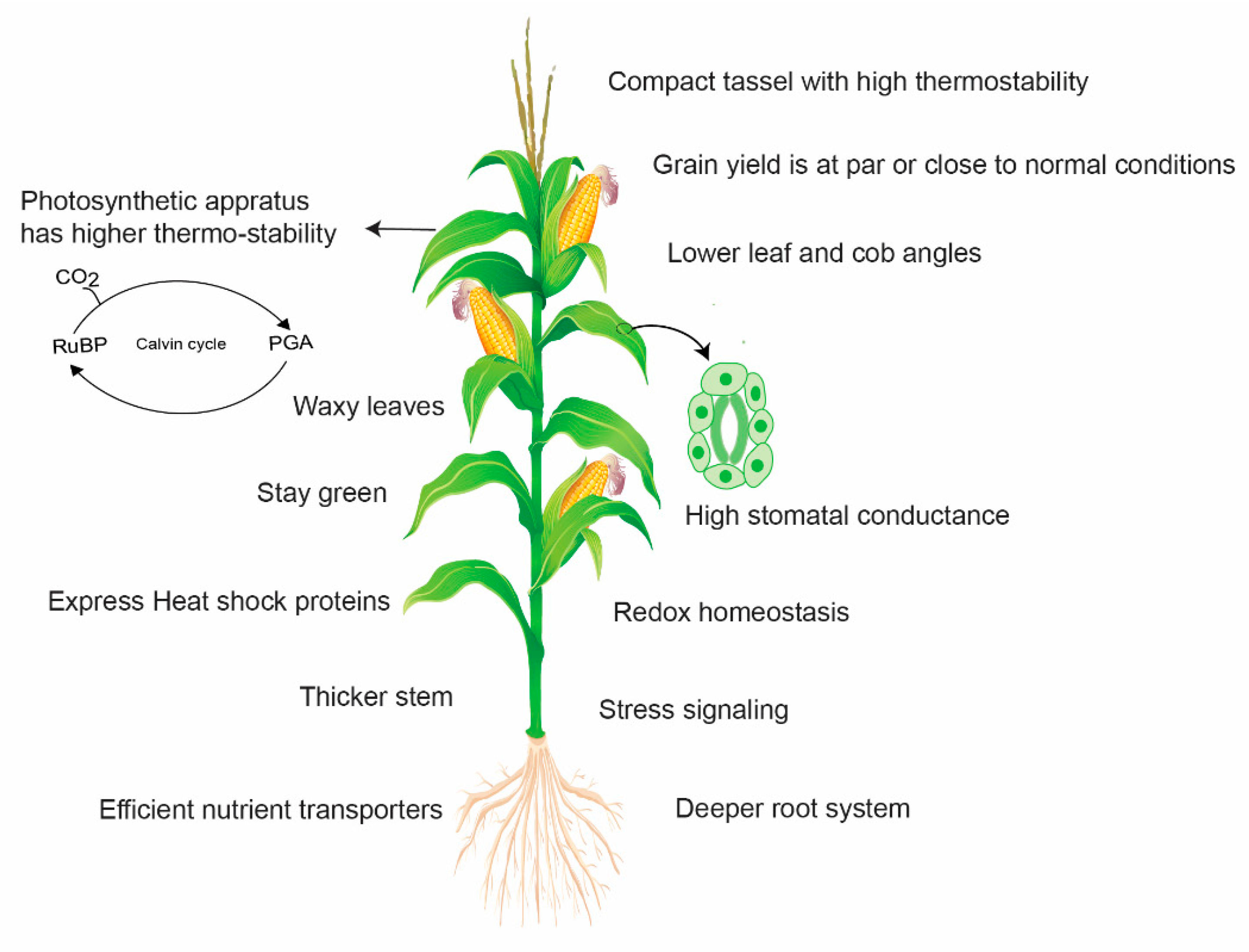 Plants 10 00293 g005